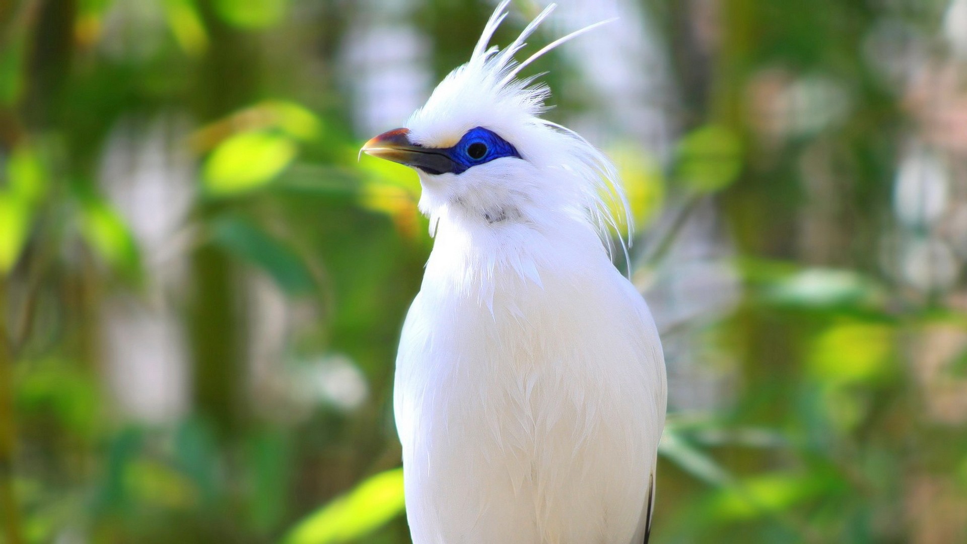 Baixe gratuitamente a imagem Animais, Aves, Bali Myna na área de trabalho do seu PC