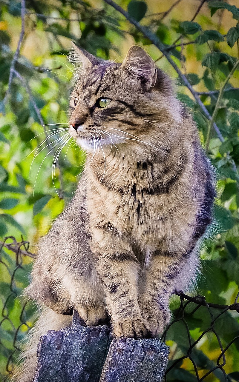 Descarga gratuita de fondo de pantalla para móvil de Animales, Gatos, Gato.