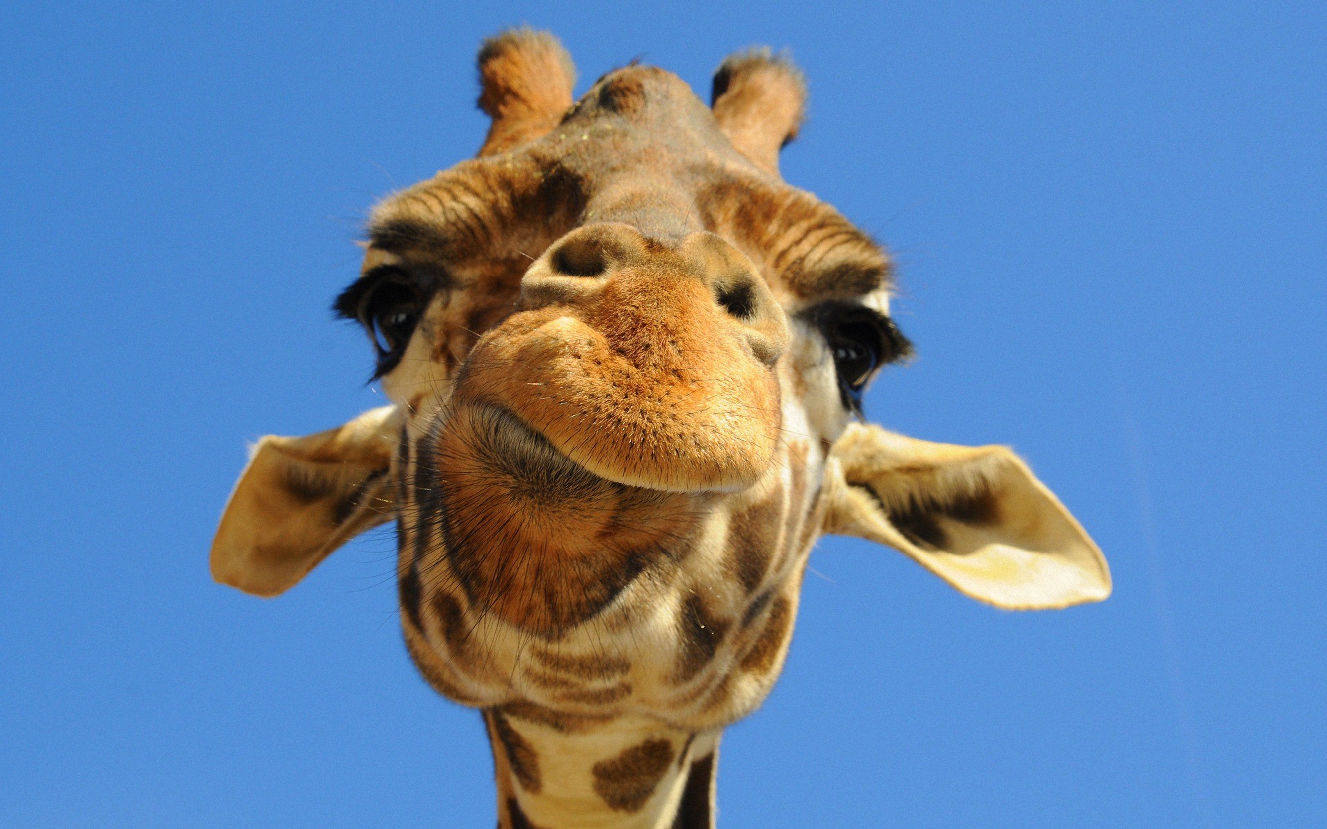 Laden Sie das Tiere, Giraffe-Bild kostenlos auf Ihren PC-Desktop herunter