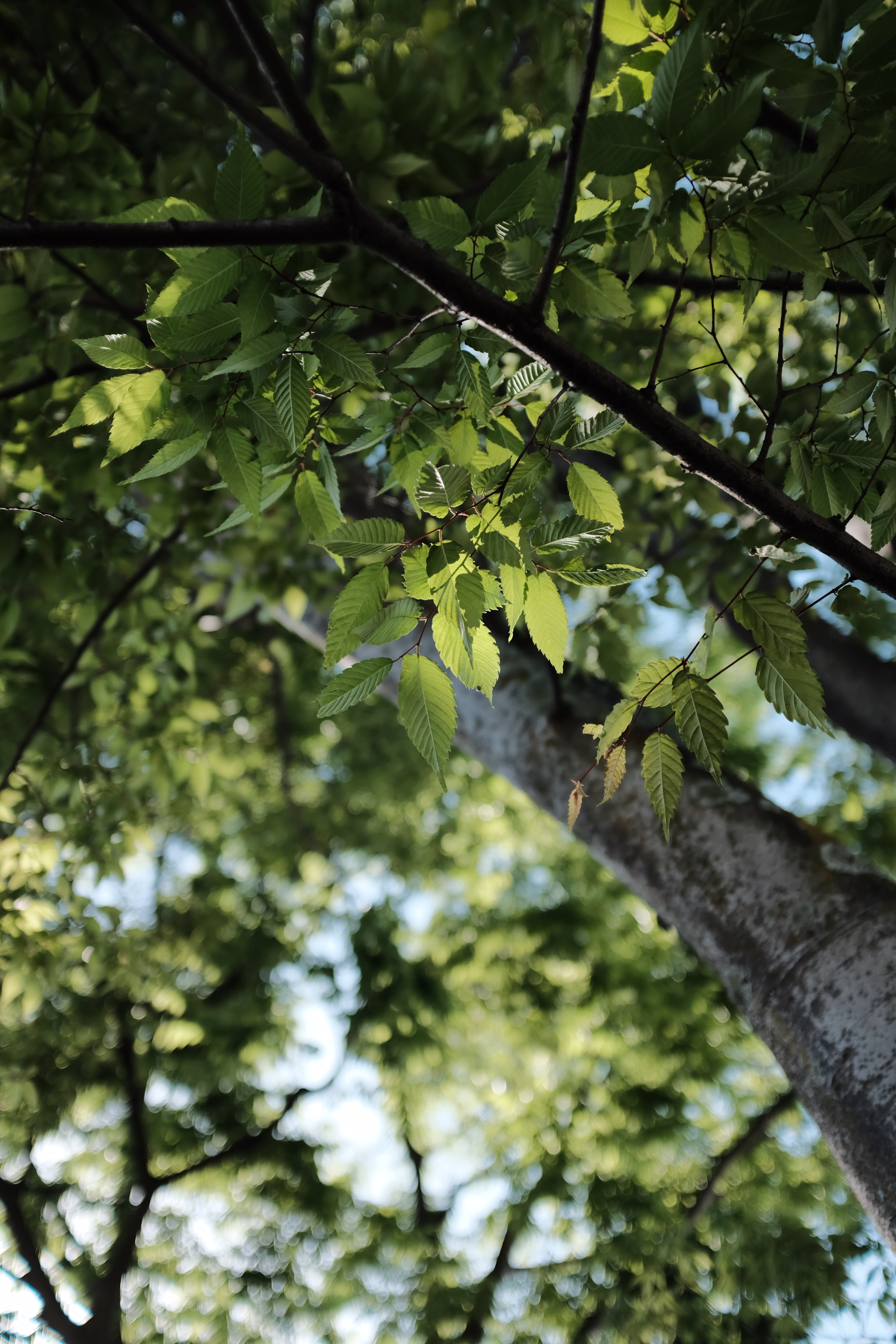 Laden Sie das Glatt, Natur, Holz, Zweig, Unschärfe, Ast, Baum, Blätter-Bild kostenlos auf Ihren PC-Desktop herunter
