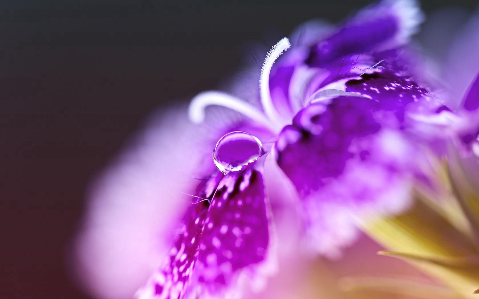 flower, lilac, macro, petals, stamens