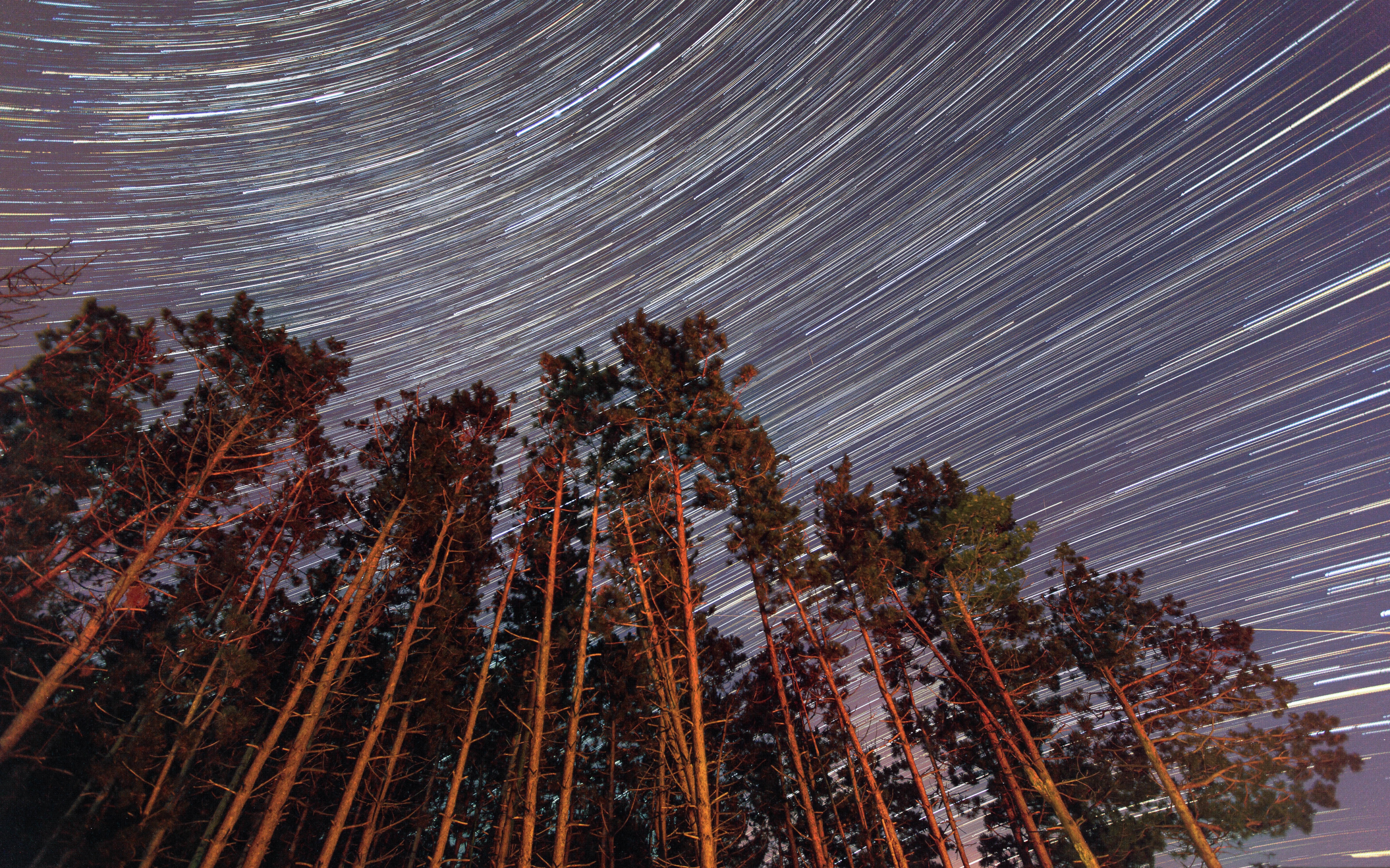 Free download wallpaper Sky, Night, Tree, Earth, Star Trail on your PC desktop