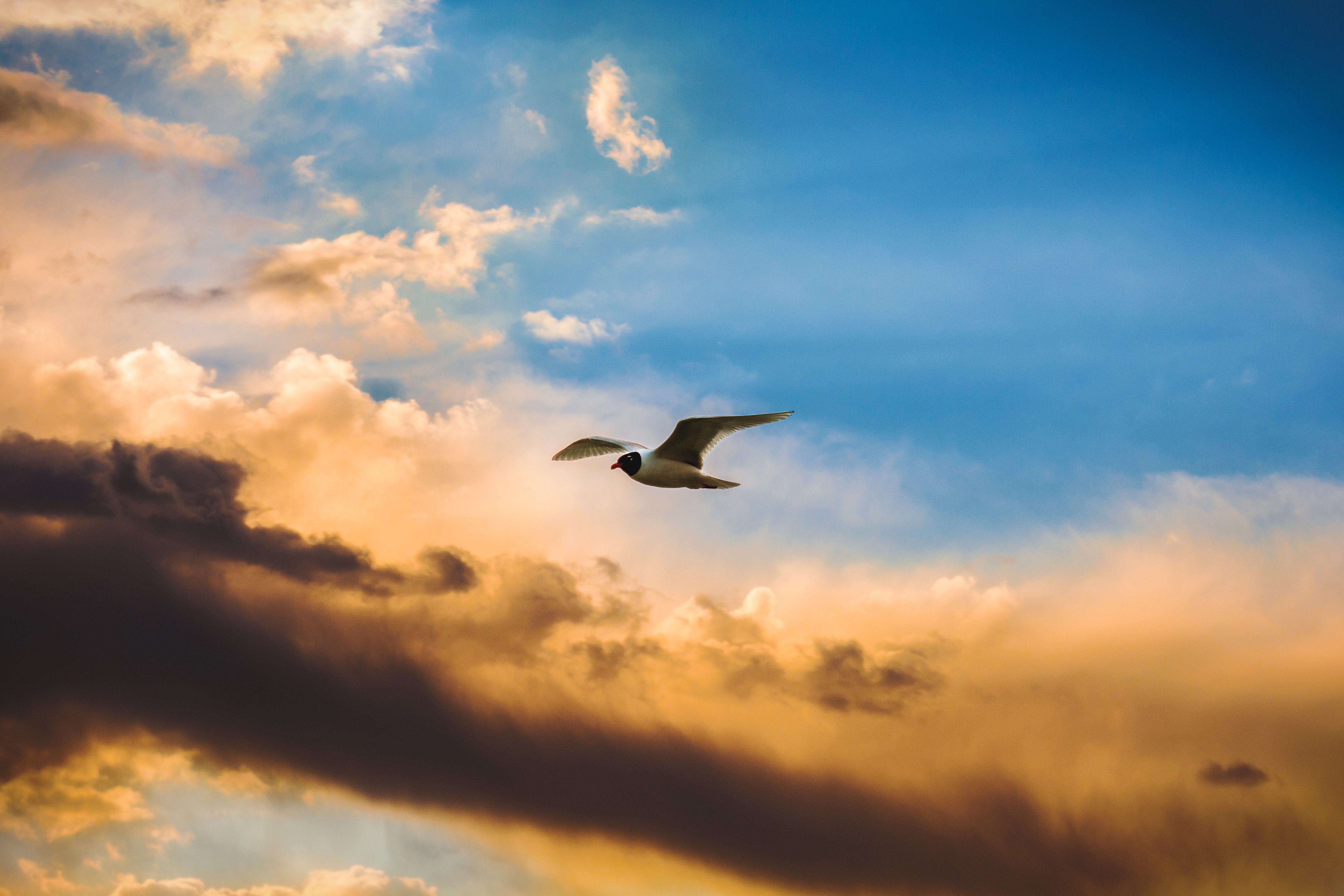 Baixe gratuitamente a imagem Nuvens, Voo, Céu, Voar, Pássaro, Animais na área de trabalho do seu PC
