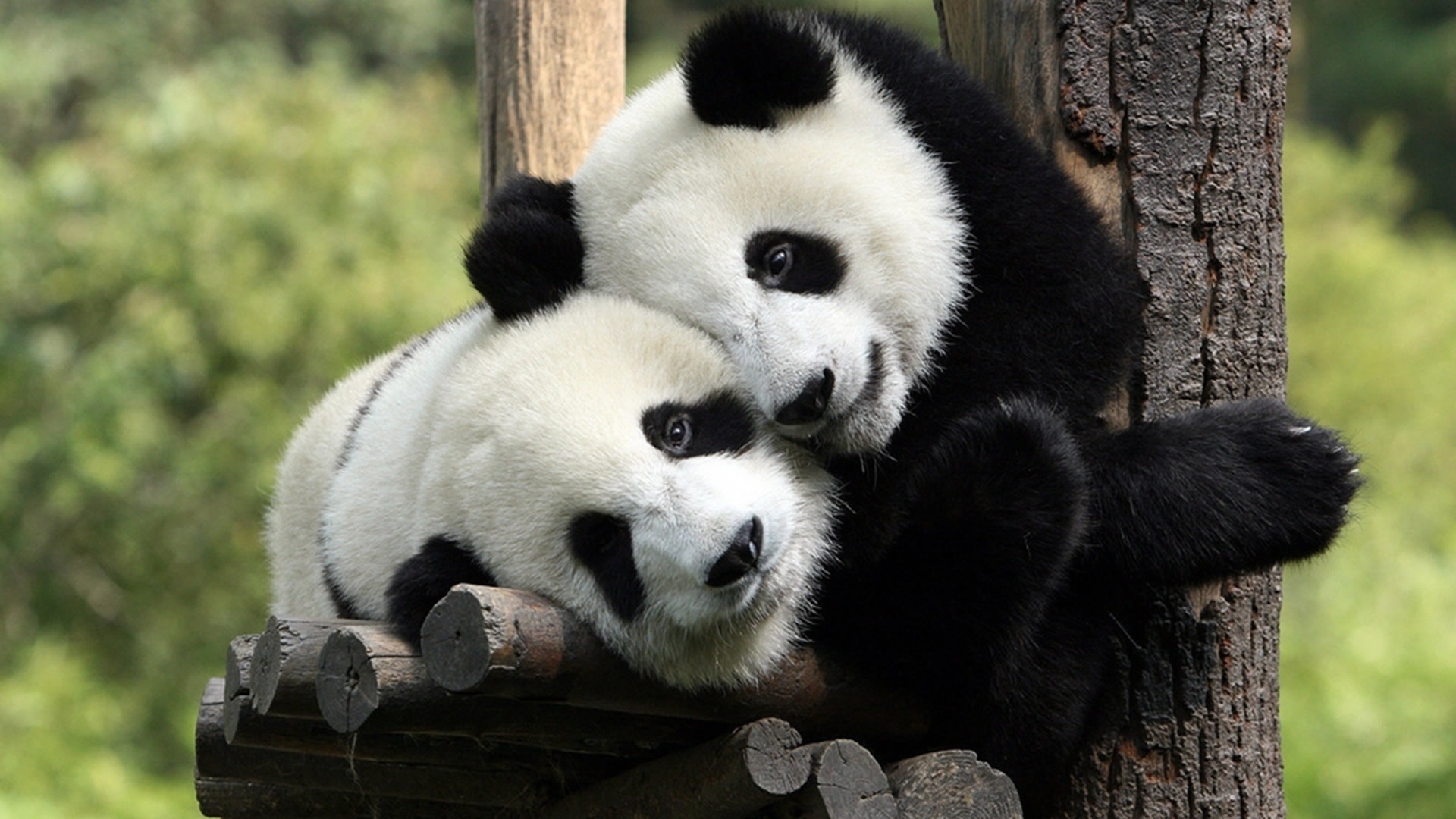 animals, pandas