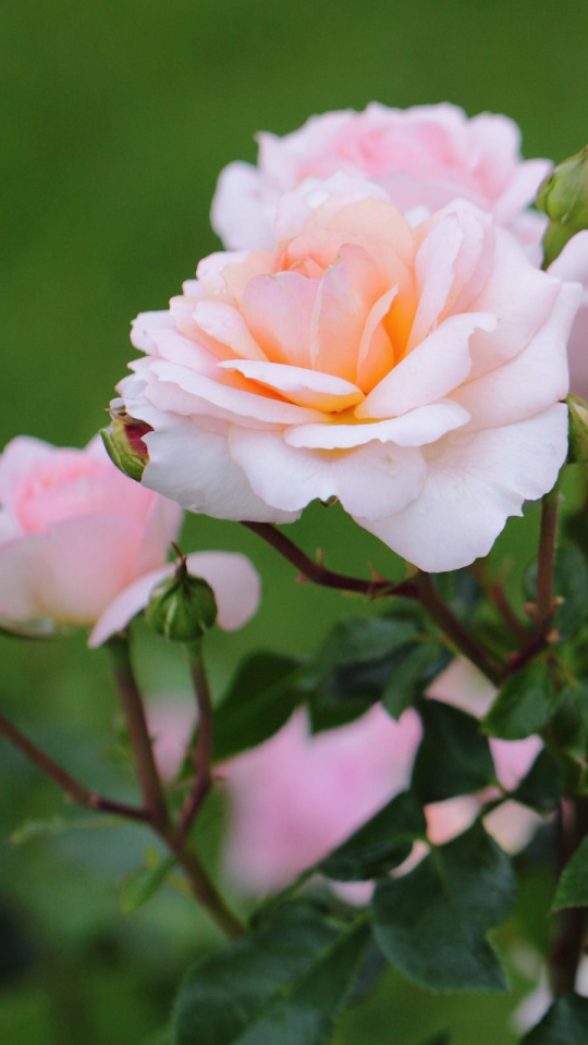 Скачати мобільні шпалери Квітка, Роза, Земля, Рожева Квітка, Флауерзи безкоштовно.