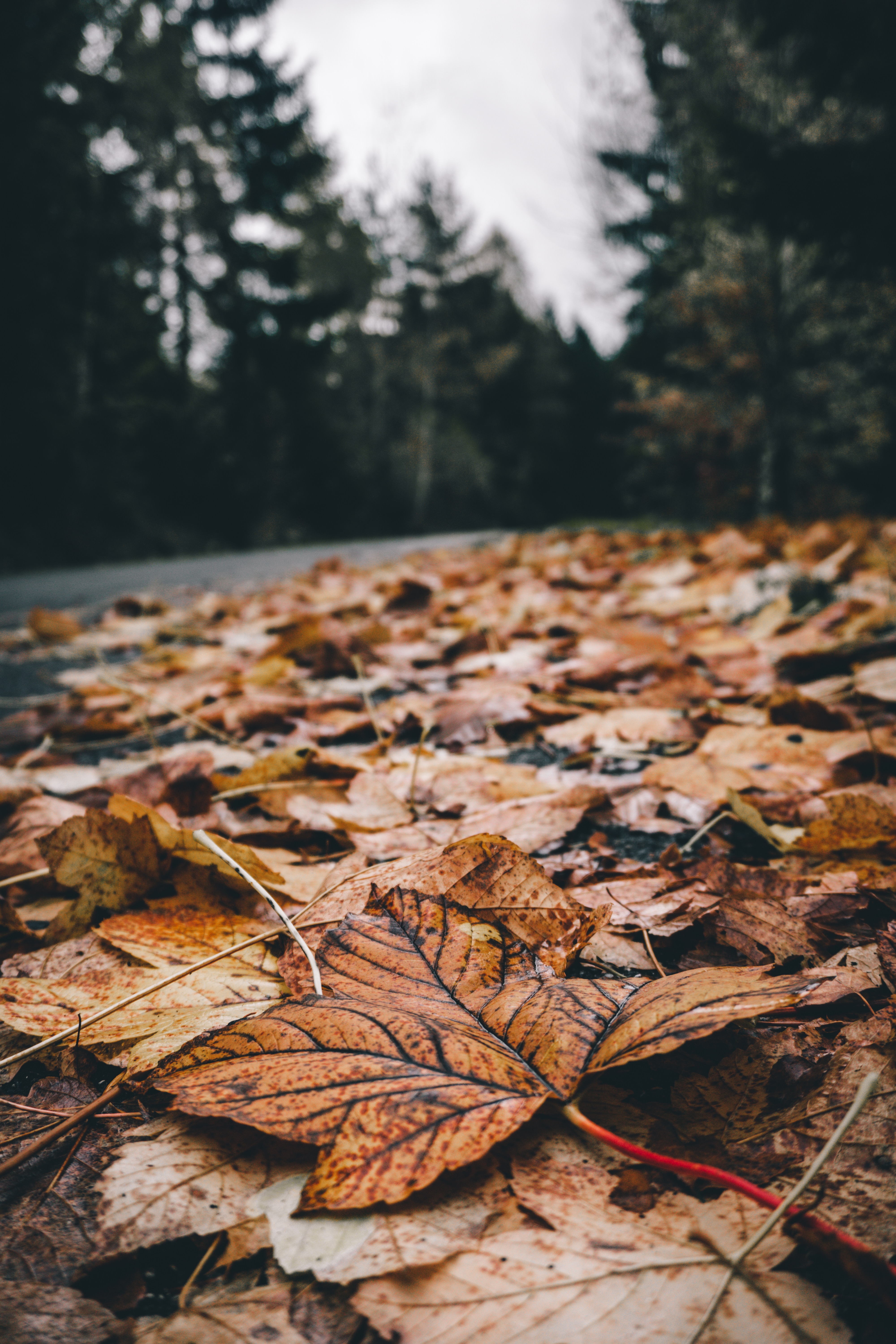 Download mobile wallpaper Foliage, Dry, Leaves, Fallen, Nature, Autumn for free.