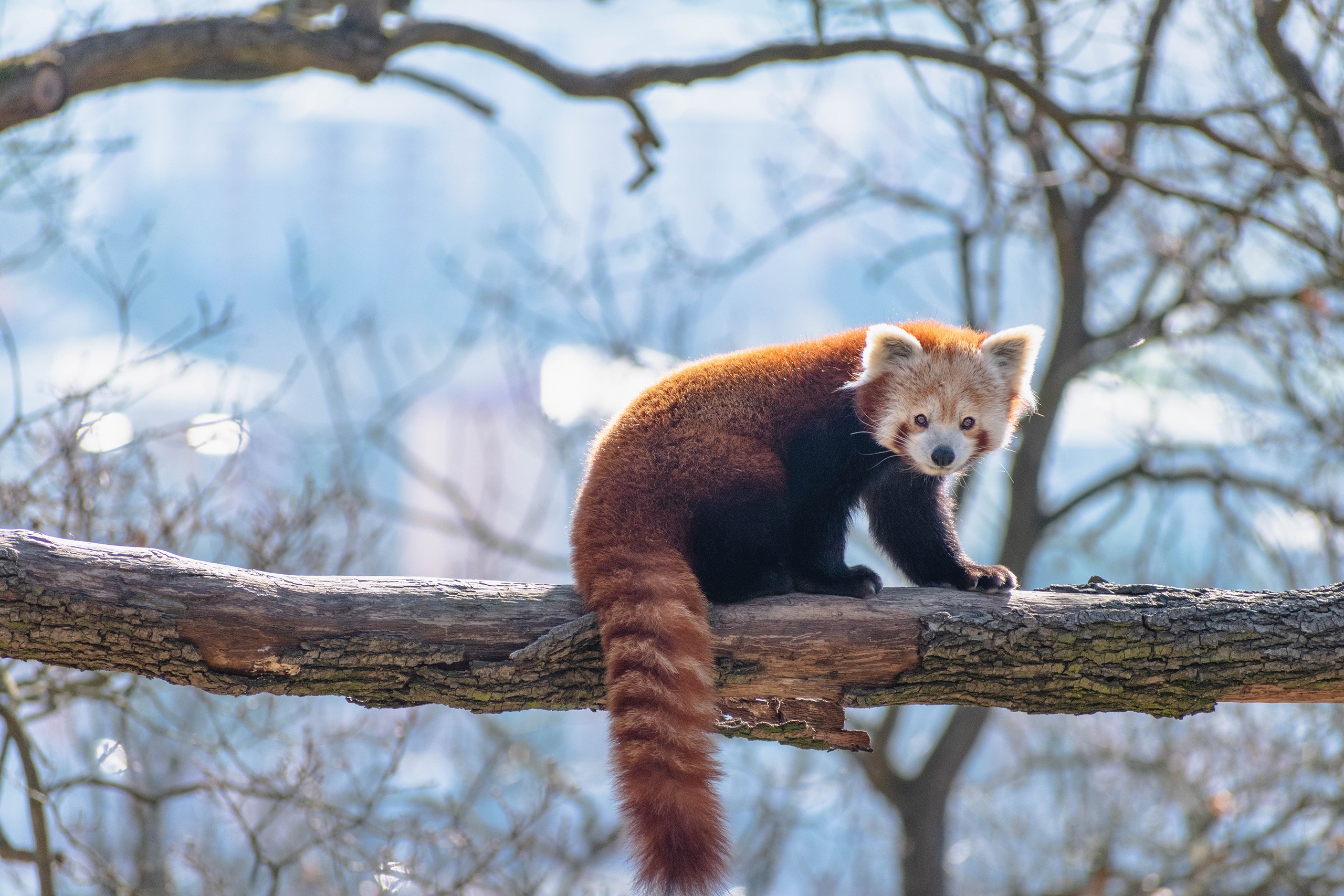 Descarga gratis la imagen Animales, Panda, Tronco, Panda Rojo en el escritorio de tu PC