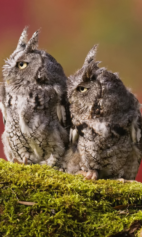 Download mobile wallpaper Birds, Owl, Bird, Blur, Animal, Moss for free.