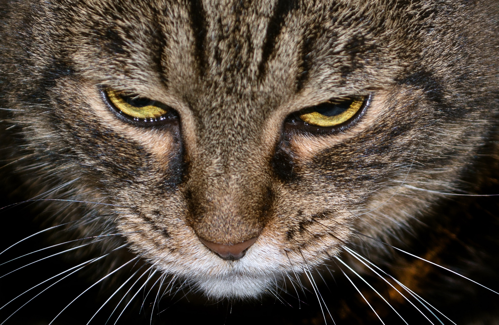 Baixe gratuitamente a imagem Animais, Gatos, Gato na área de trabalho do seu PC