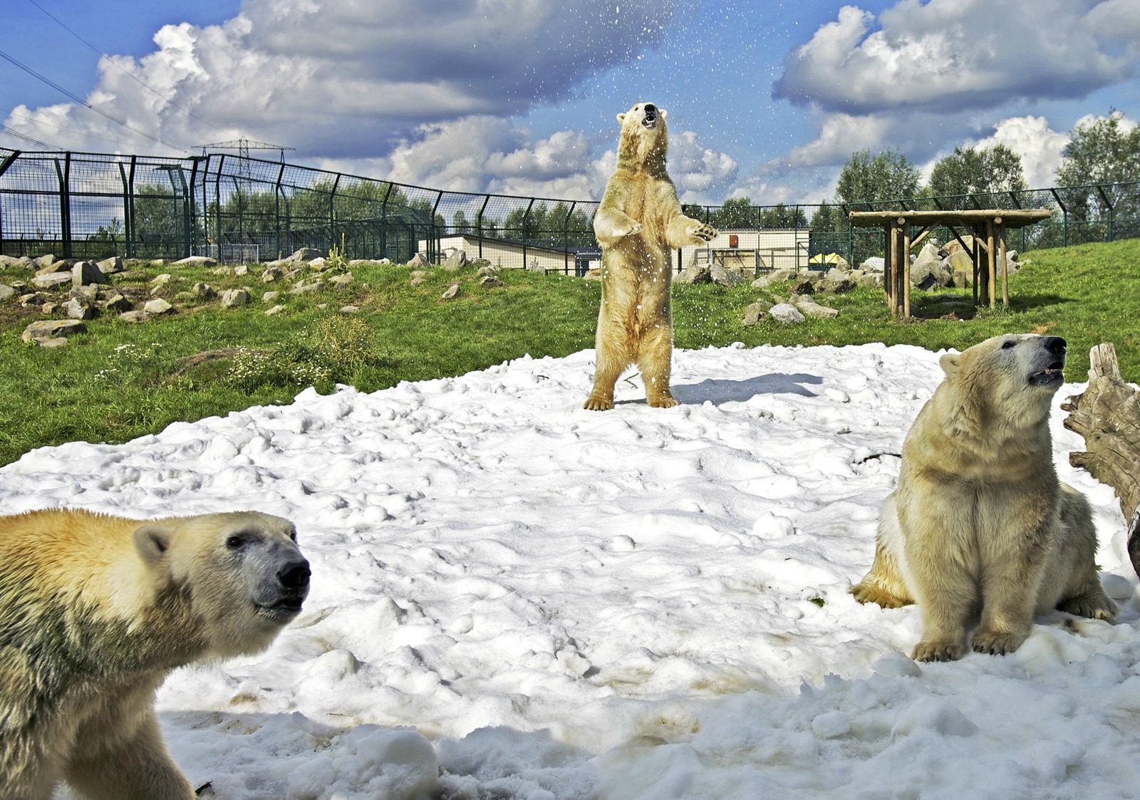 Laden Sie das Tiere, Eisbär-Bild kostenlos auf Ihren PC-Desktop herunter
