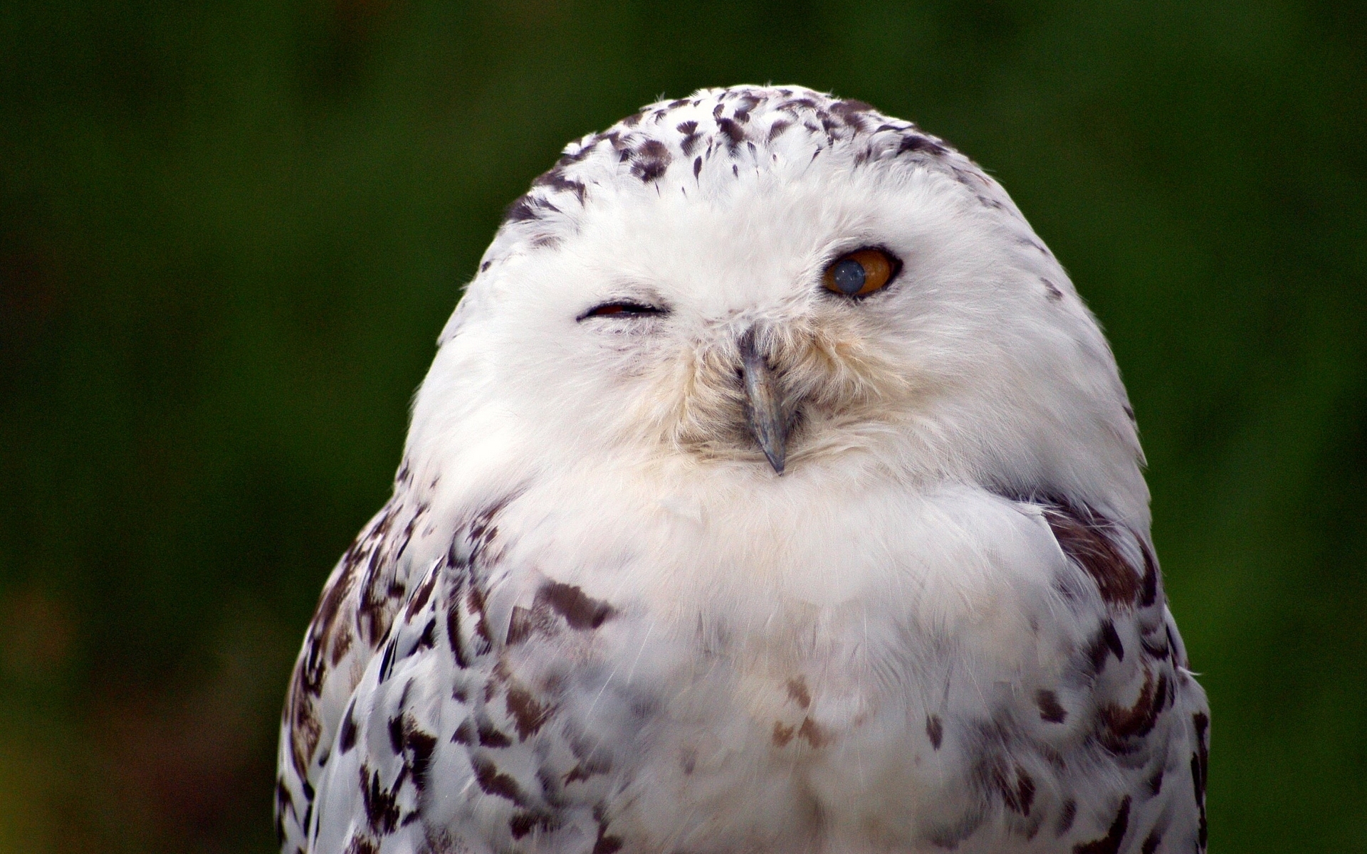 Download mobile wallpaper Owl, Snowy Owl, Bird, Birds, Animal for free.