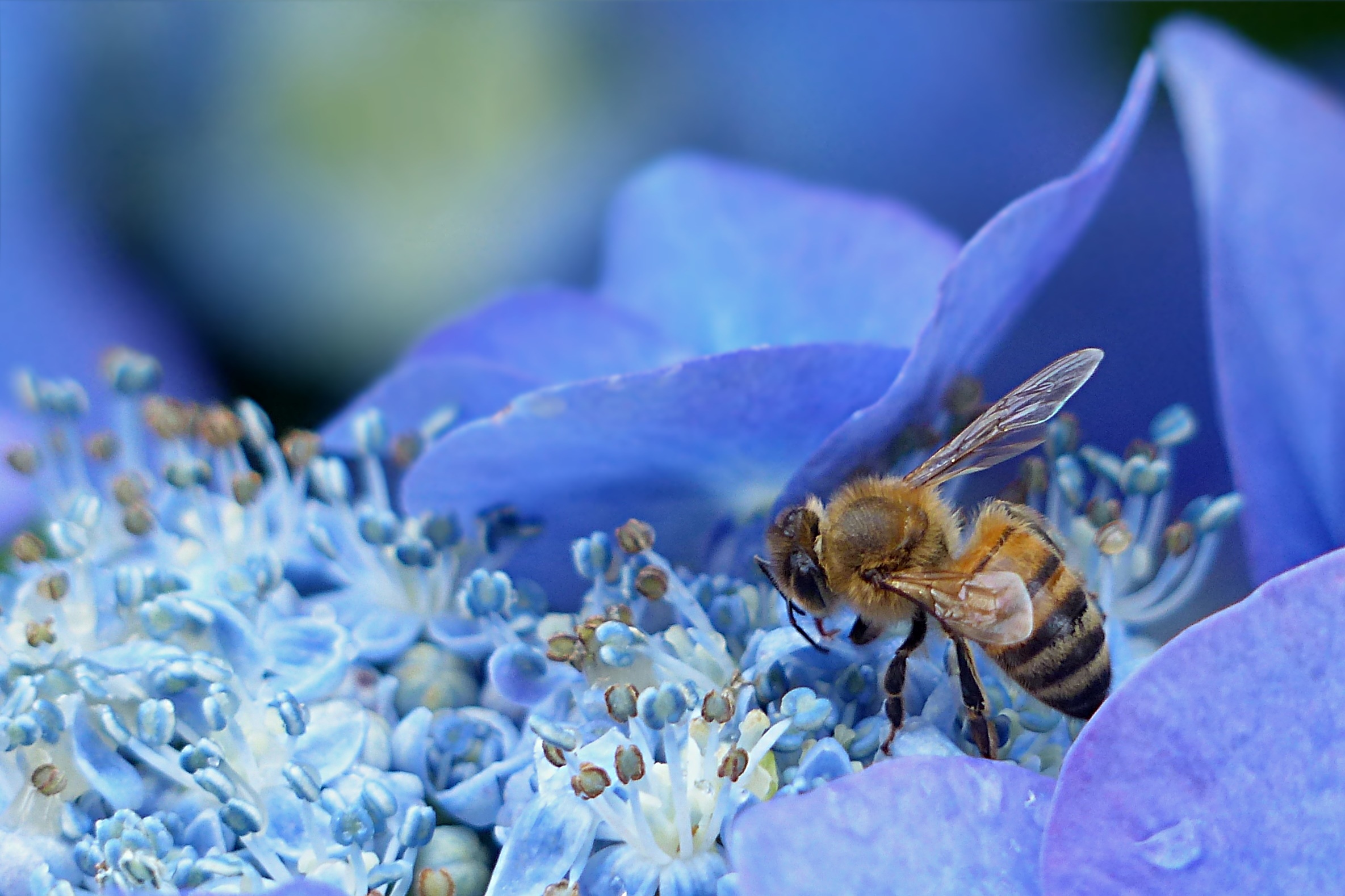 388338 descargar fondo de pantalla animales, abeja, flor azul, insecto, macrofotografía, insectos: protectores de pantalla e imágenes gratis
