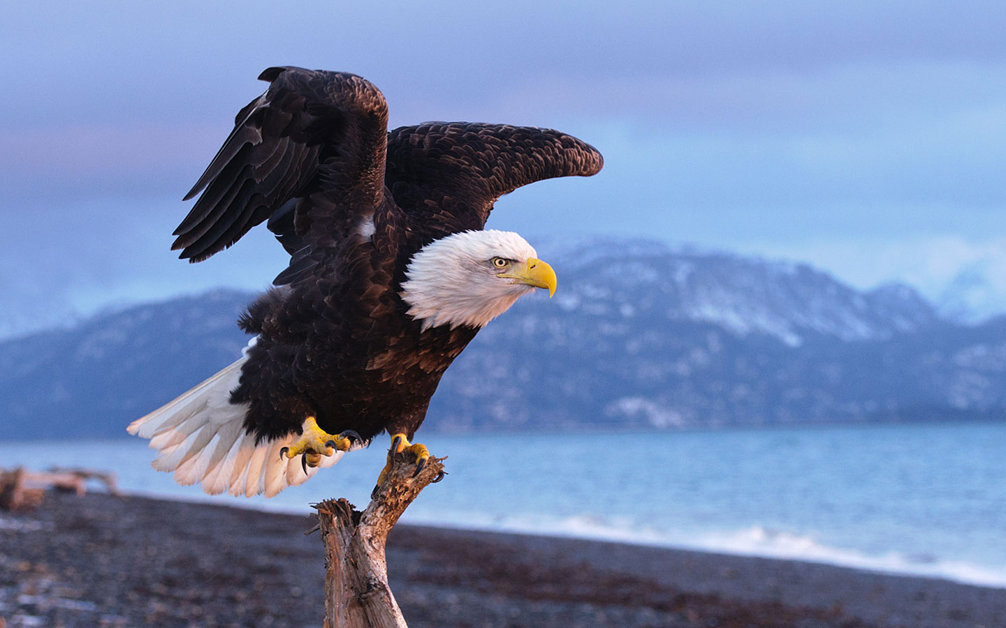 Download mobile wallpaper Bald Eagle, Bird, Birds, Animal for free.