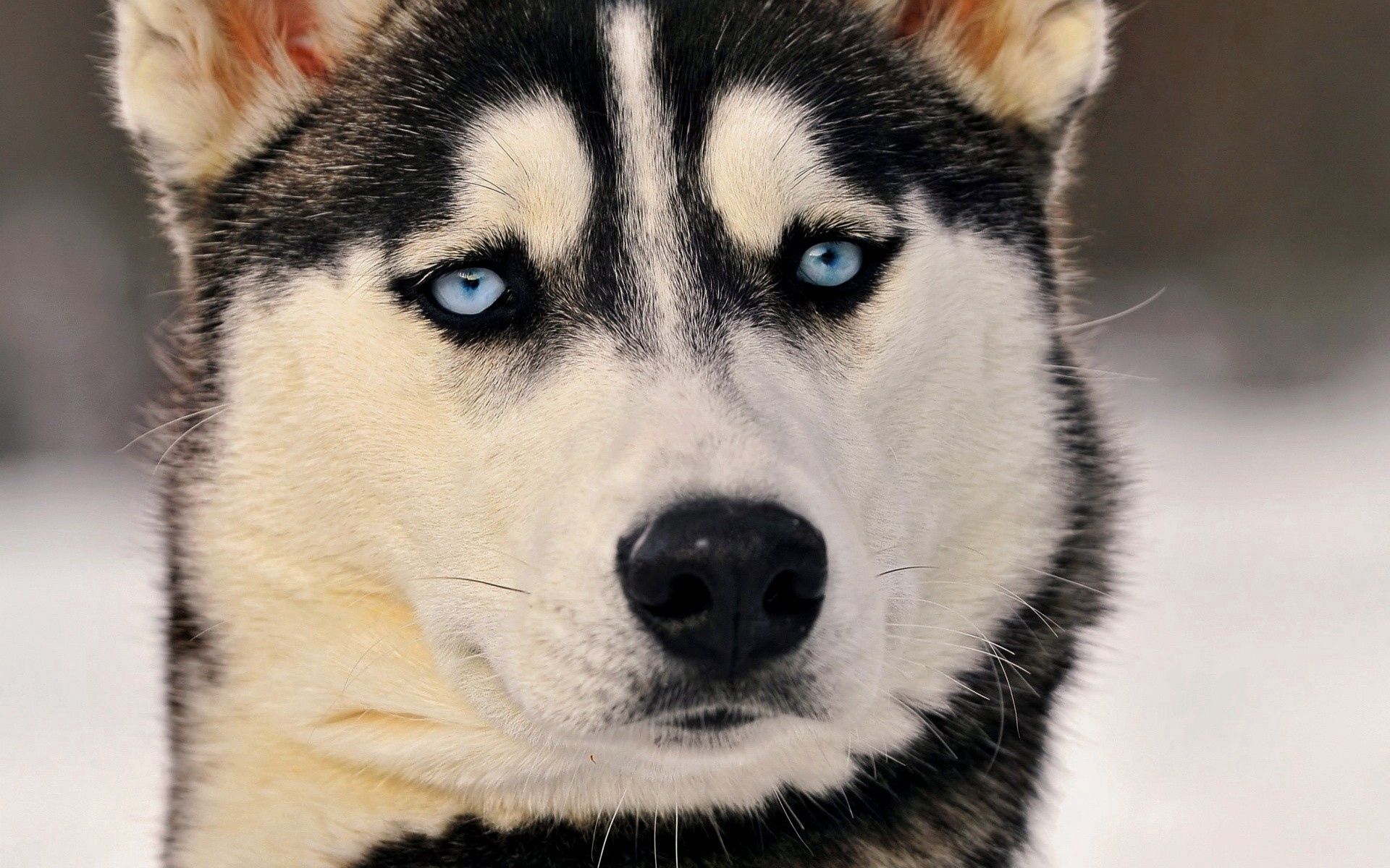 animals, dog, muzzle, sight, opinion, husky, haska, blue eyed HD wallpaper