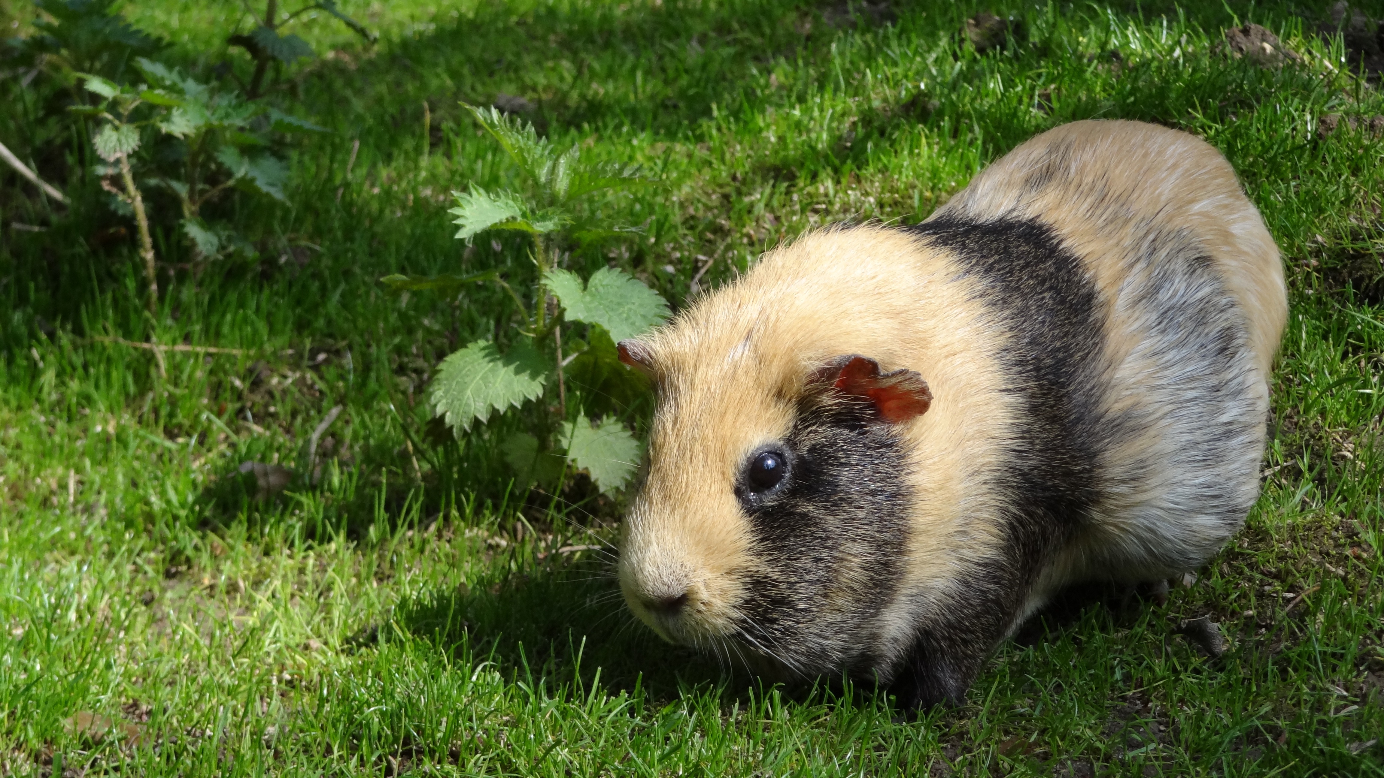 Download mobile wallpaper Grass, Animal, Guinea Pig, Rodent for free.