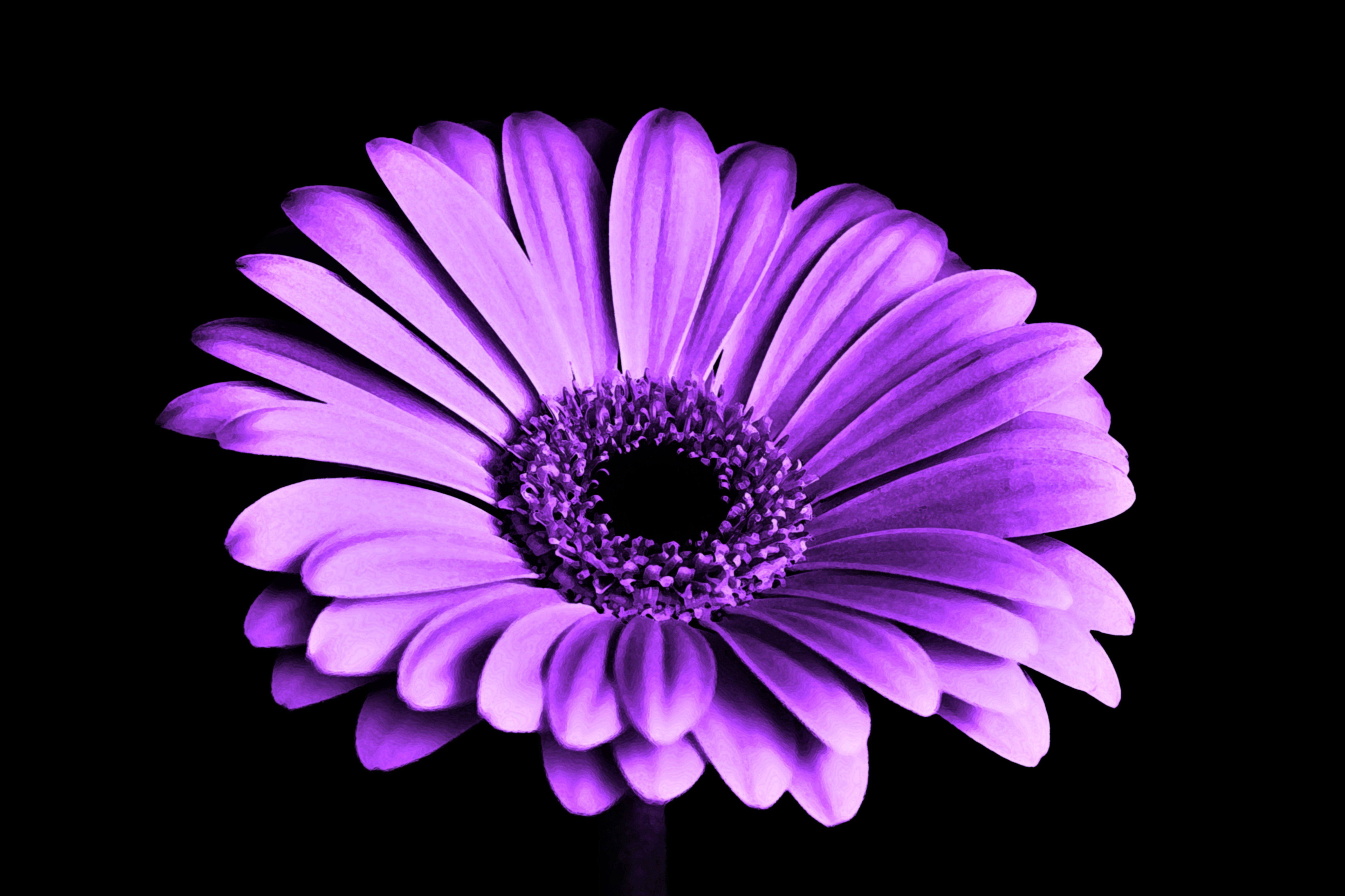 Download mobile wallpaper Flowers, Flower, Earth, Gerbera, Purple Flower for free.