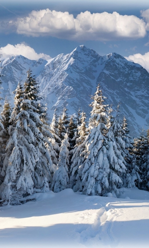 Download mobile wallpaper Winter, Snow, Mountain, Forest, Tree, Earth, Switzerland for free.