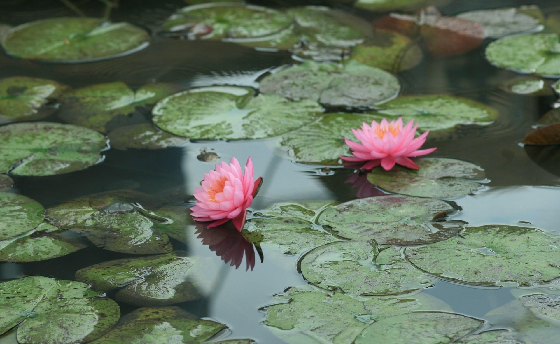 leaves, flowers, water, water lilies, pond