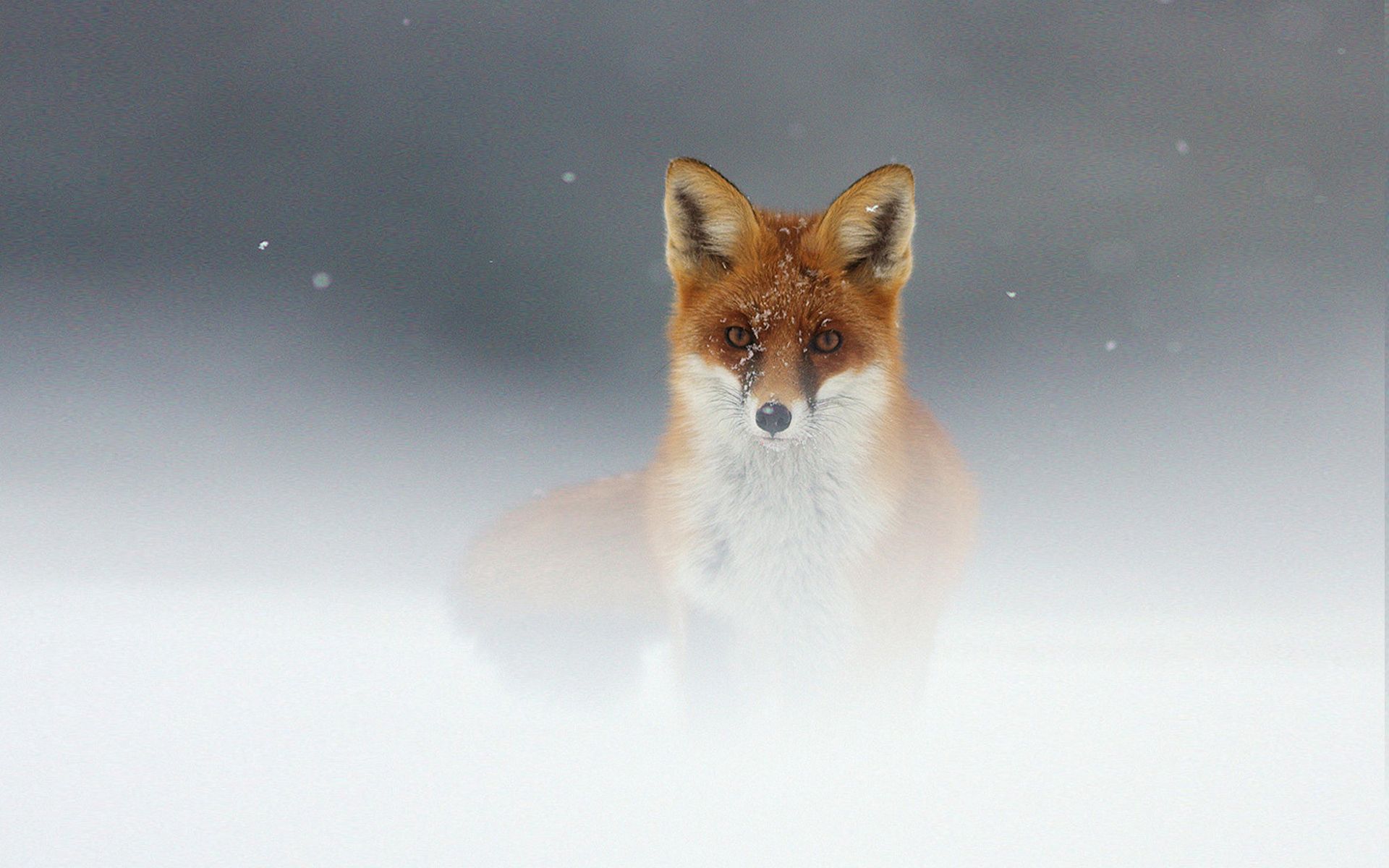 Download mobile wallpaper Fog, Snow, Muzzle, Animals, Fox for free.