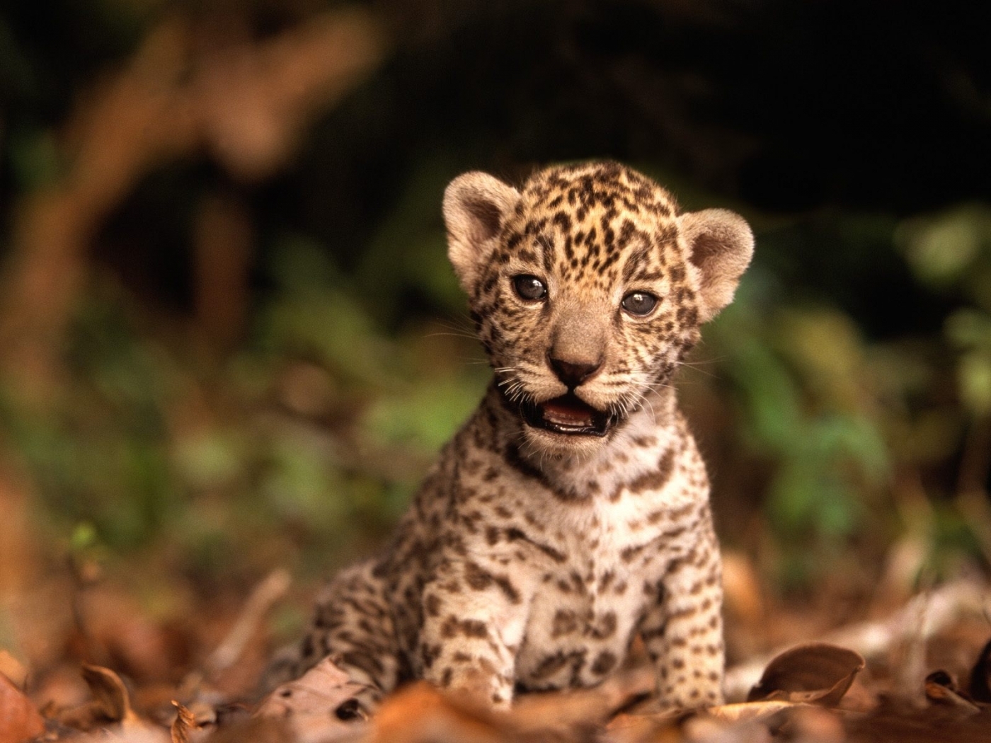 Baixar papel de parede para celular de Animais, Leopards gratuito.