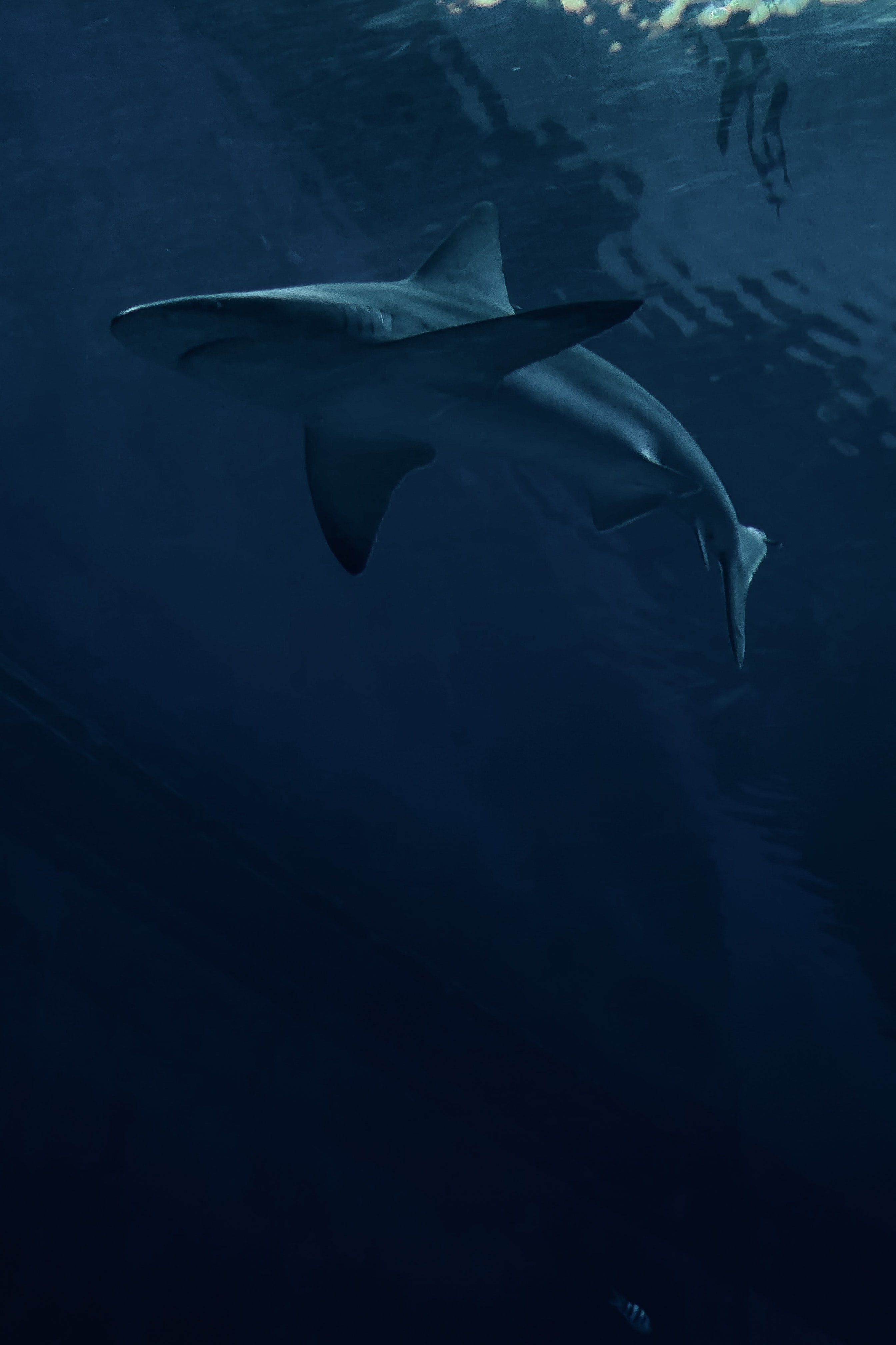 shark, dark, predator, fish HD wallpaper