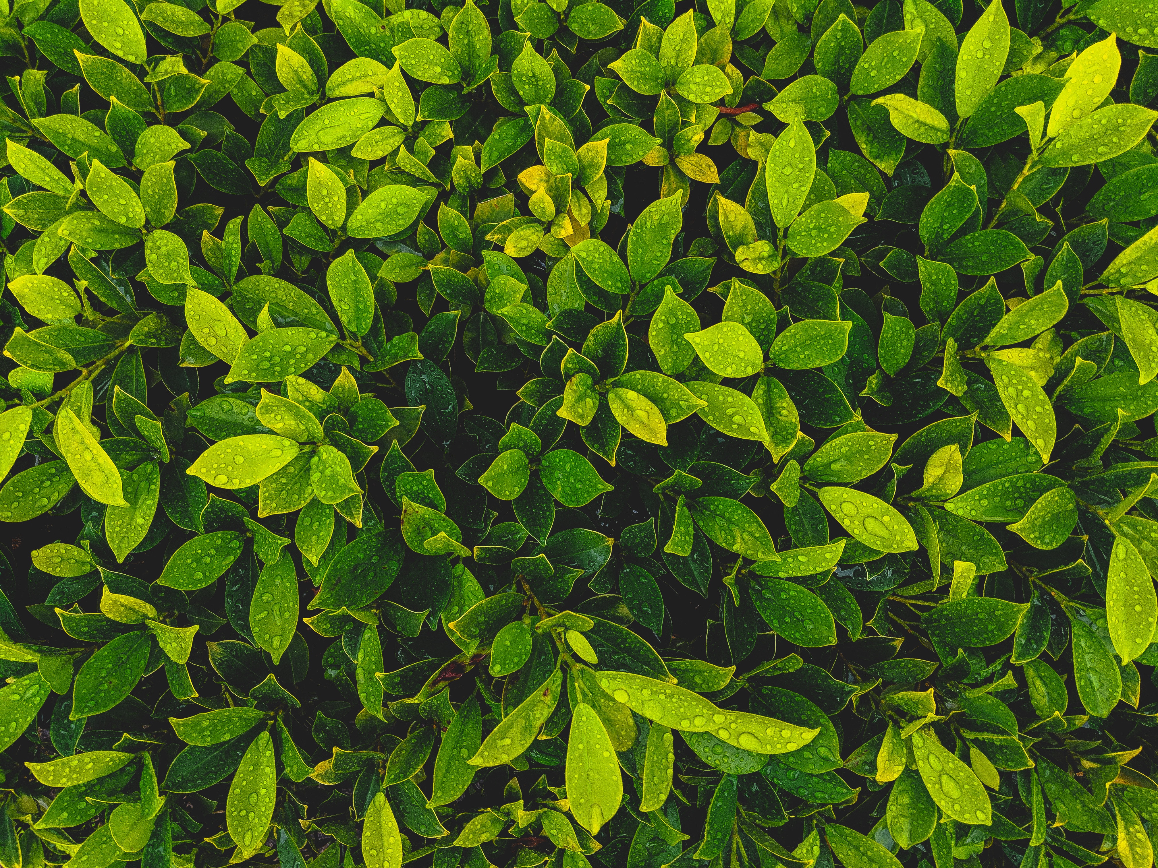 Скачать картинку Природа, Зеленый, Капли, Растение, Листья в телефон бесплатно.