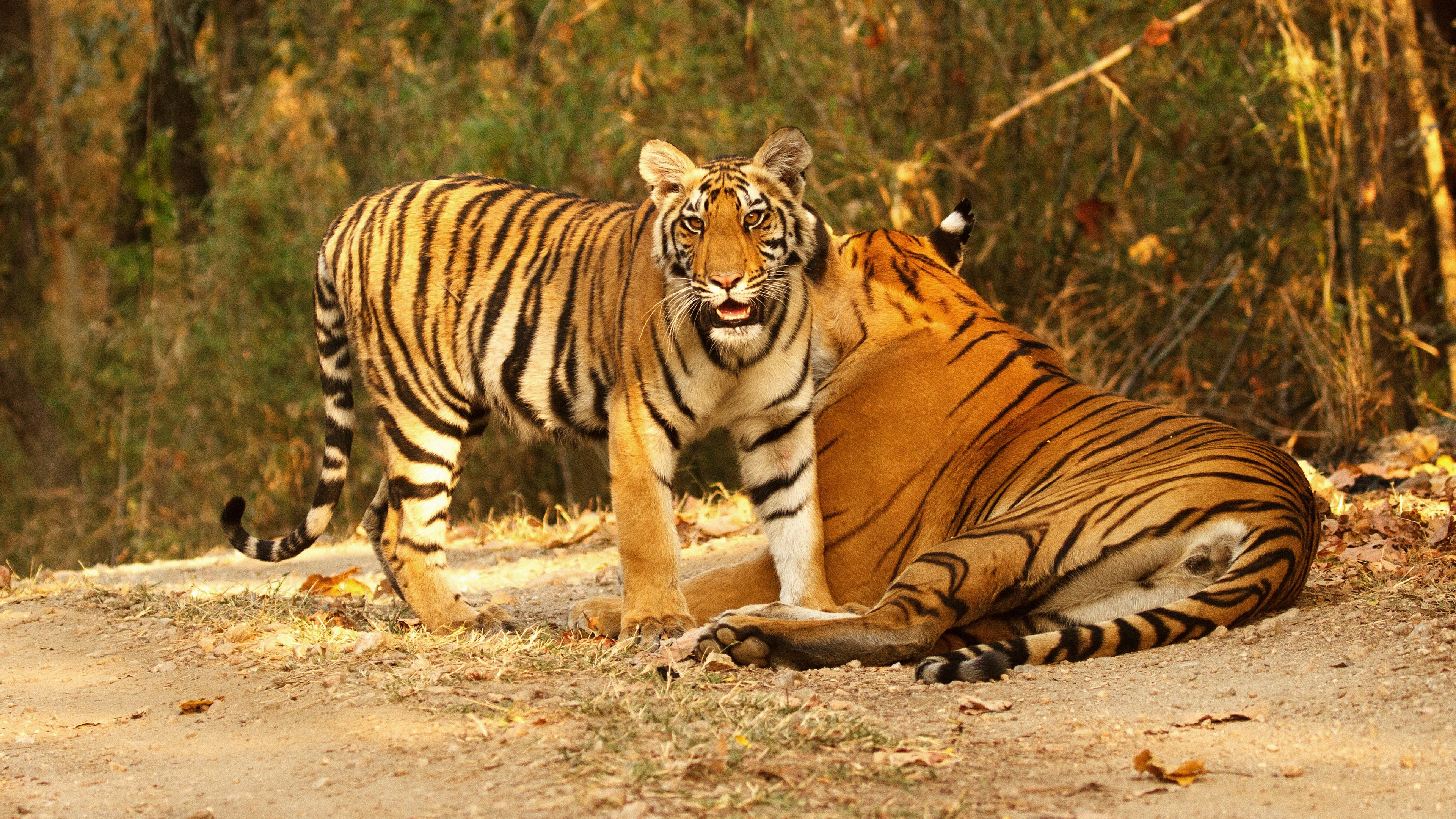 Descarga gratuita de fondo de pantalla para móvil de Animales, Gatos, Tigre.