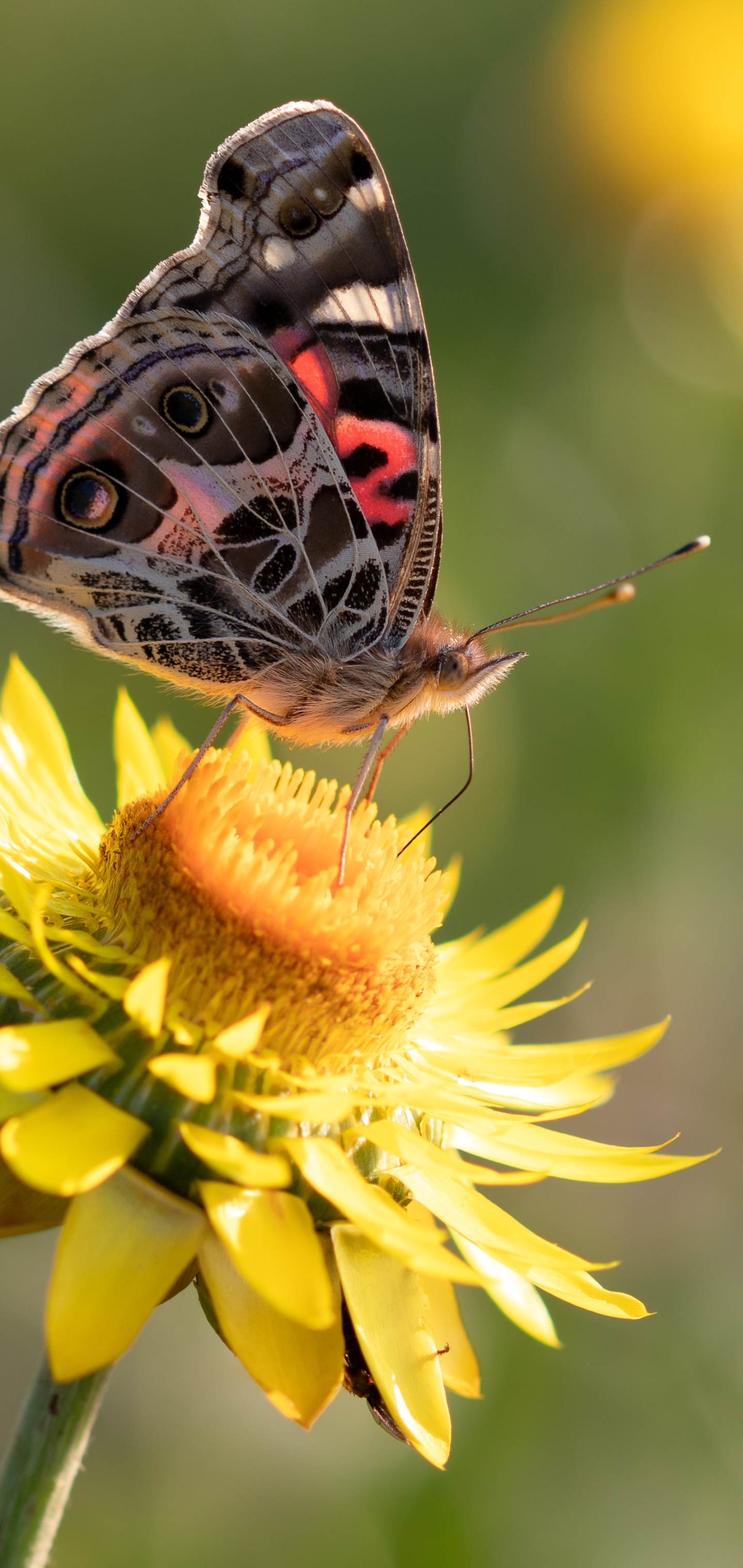 Handy-Wallpaper Tiere, Schmetterlinge, Blume, Insekt, Gelbe Blume kostenlos herunterladen.