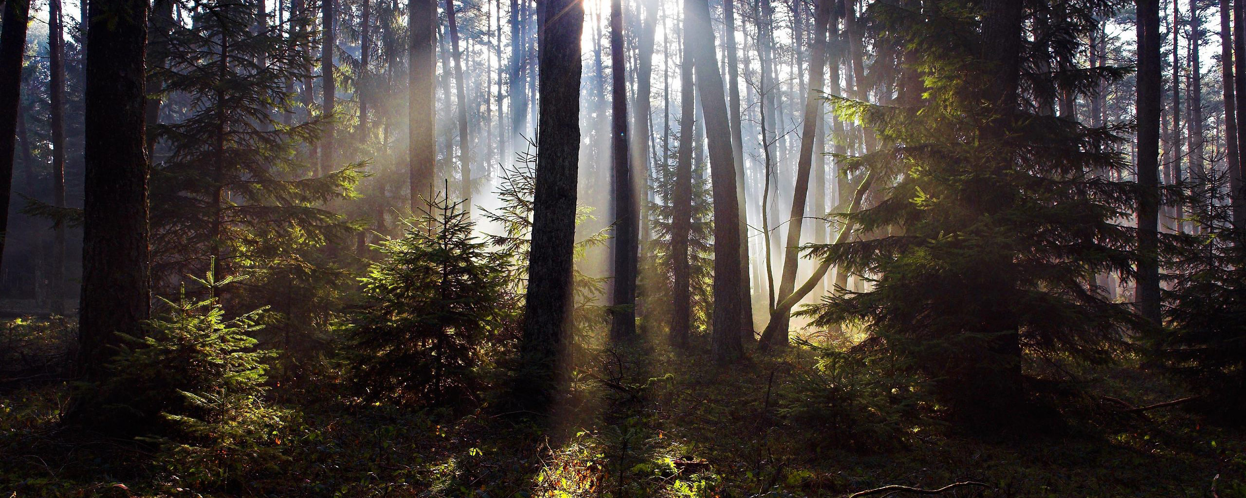 Download mobile wallpaper Forest, Earth, Sunbeam for free.