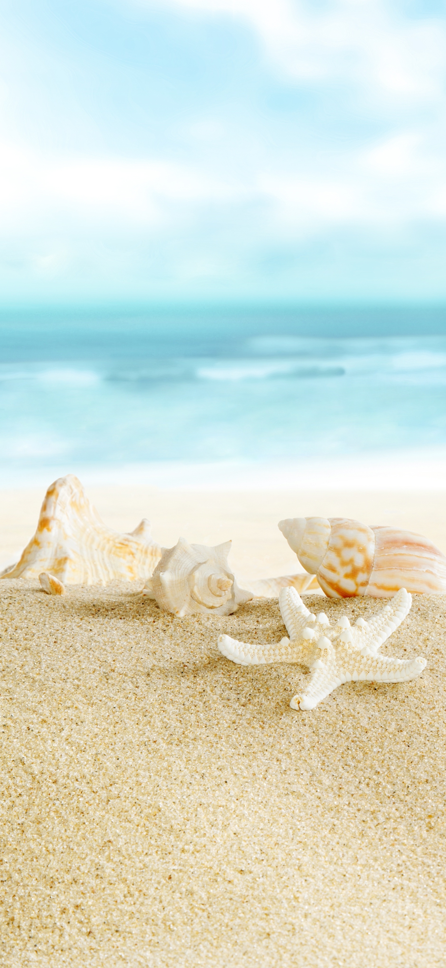 Download mobile wallpaper Sand, Earth, Shell for free.