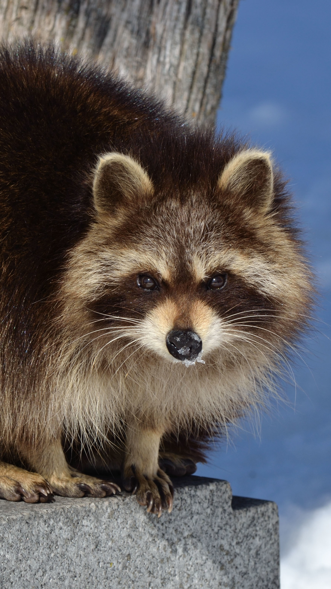 Download mobile wallpaper Animal, Raccoon for free.