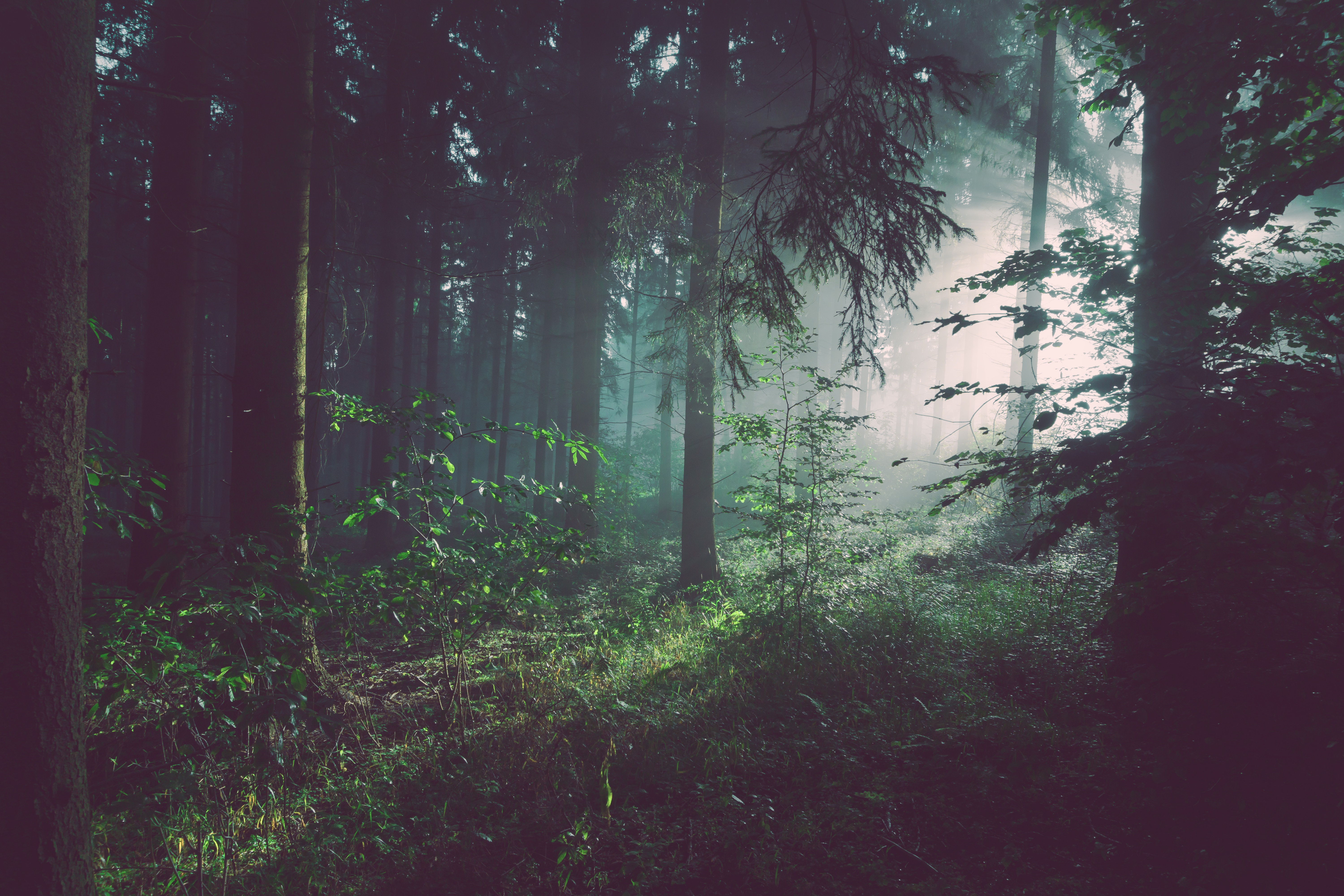 germany, nature, trees, summer, forest, fog, bad pyrmont