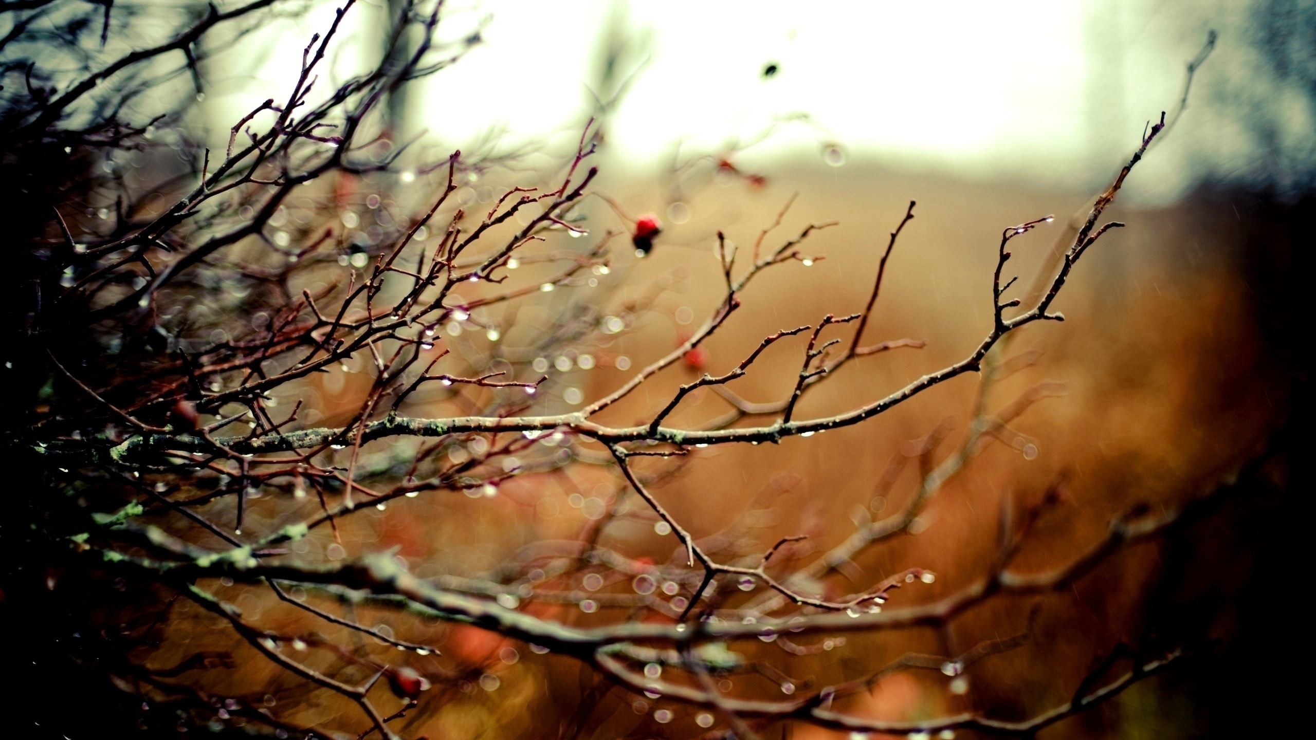 Baixe gratuitamente a imagem Terra/natureza, Gota De Água na área de trabalho do seu PC