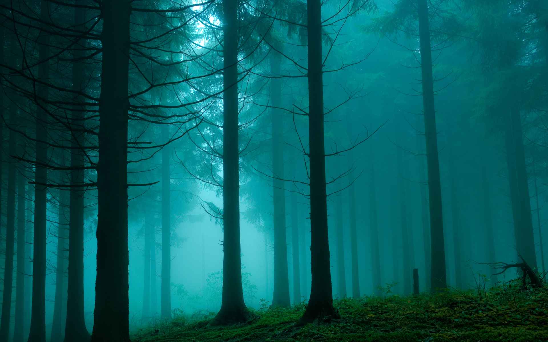 Download mobile wallpaper Fog, Forest, Tree, Earth for free.