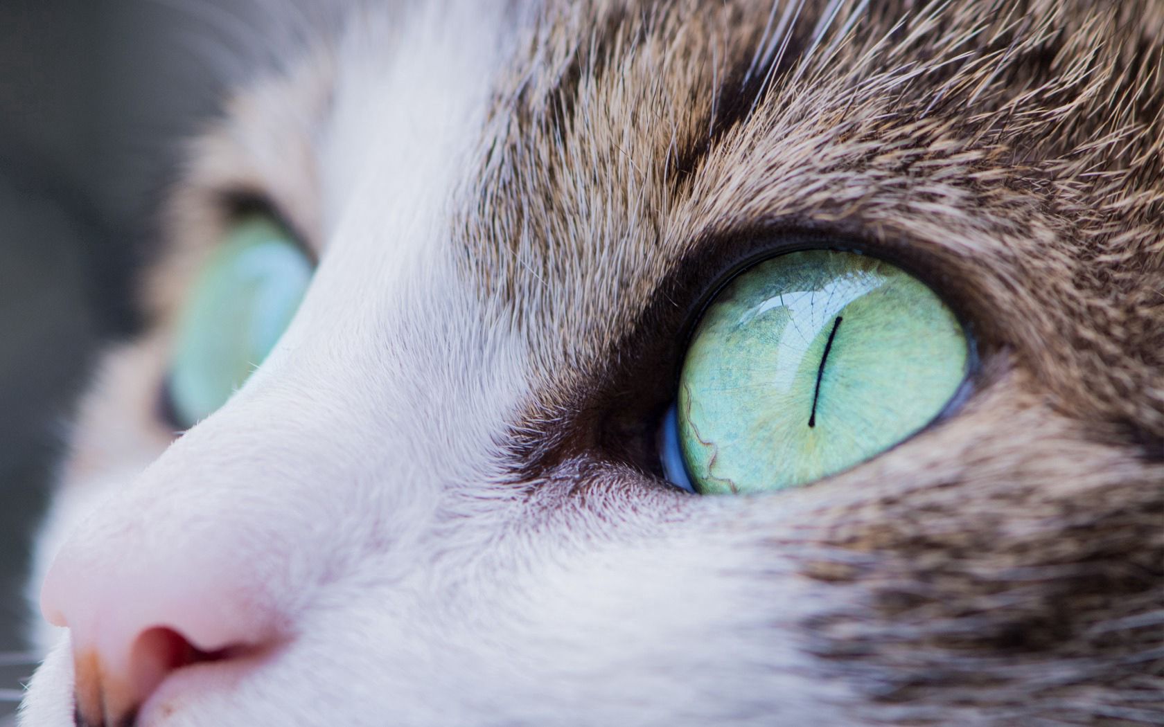 Free download wallpaper Muzzle, Animals, Eyes, Cat on your PC desktop
