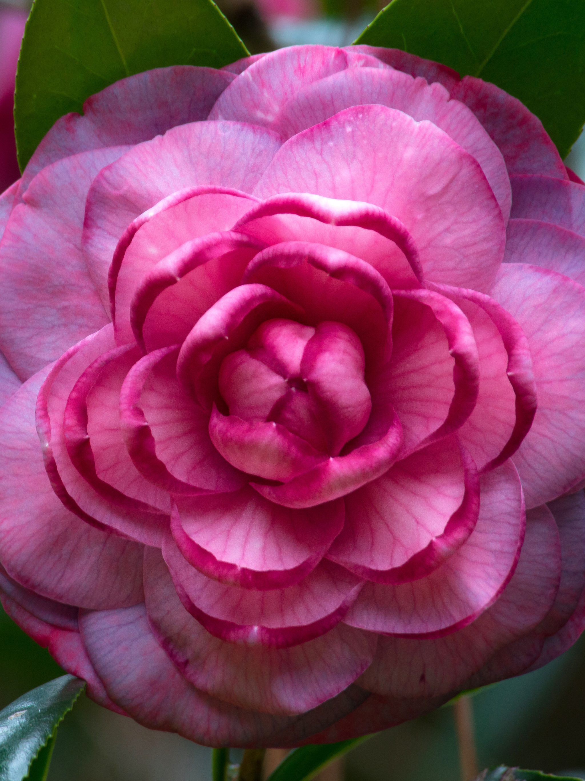 Download mobile wallpaper Flowers, Flower, Earth, Camellia, Pink Flower for free.