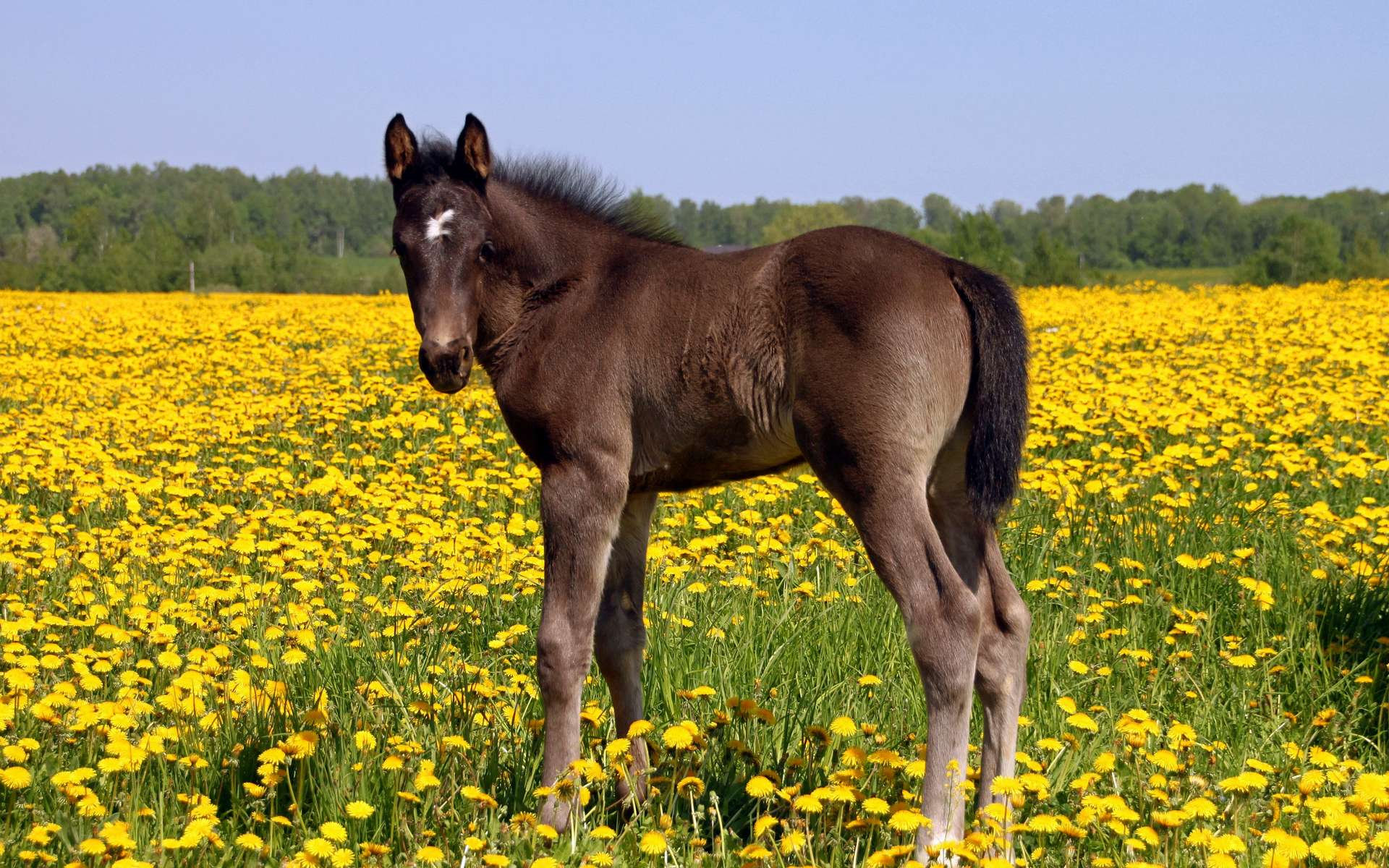 Handy-Wallpaper Tiere, Hauspferd kostenlos herunterladen.