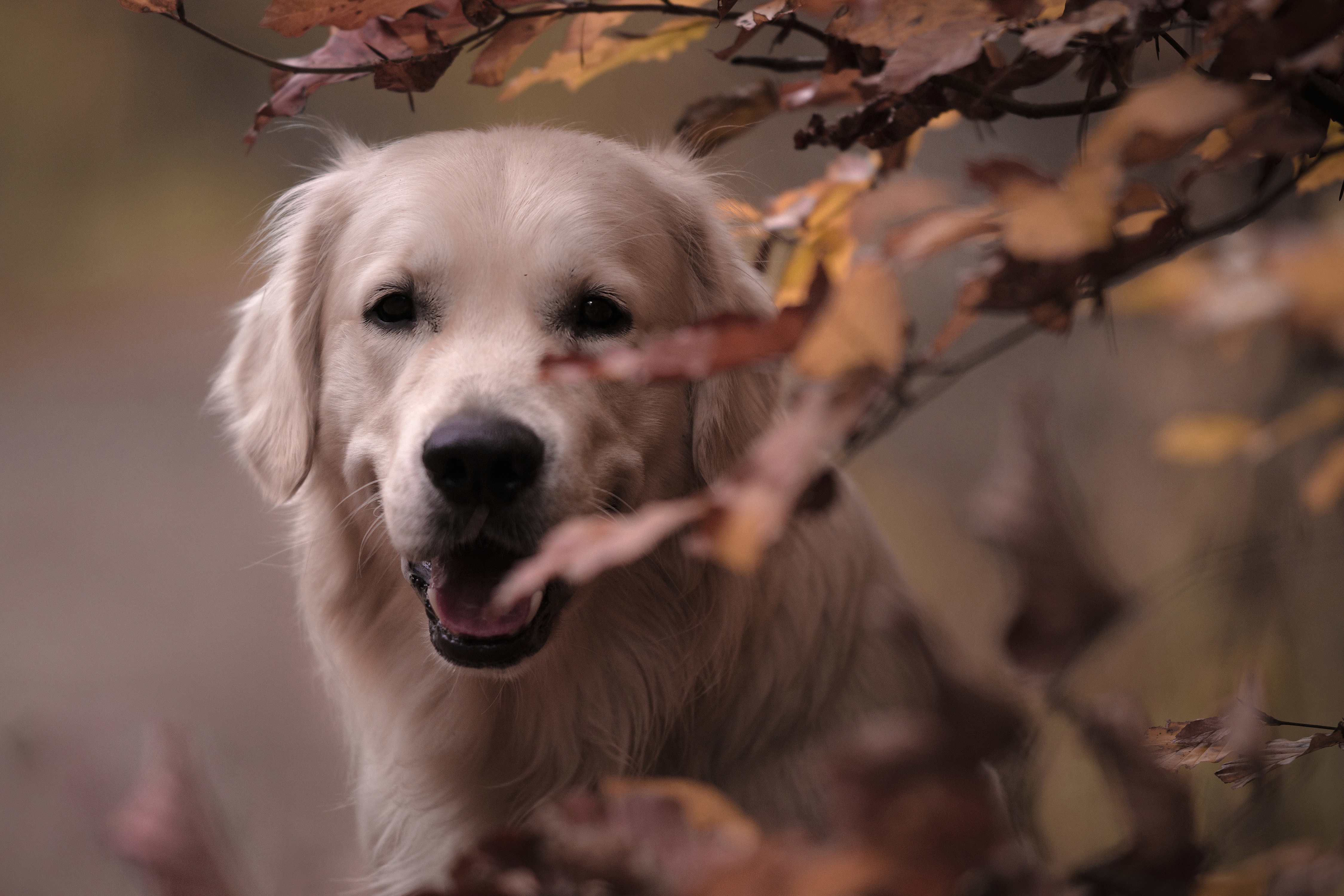 494458 Bildschirmschoner und Hintergrundbilder Hunde auf Ihrem Telefon. Laden Sie  Bilder kostenlos herunter