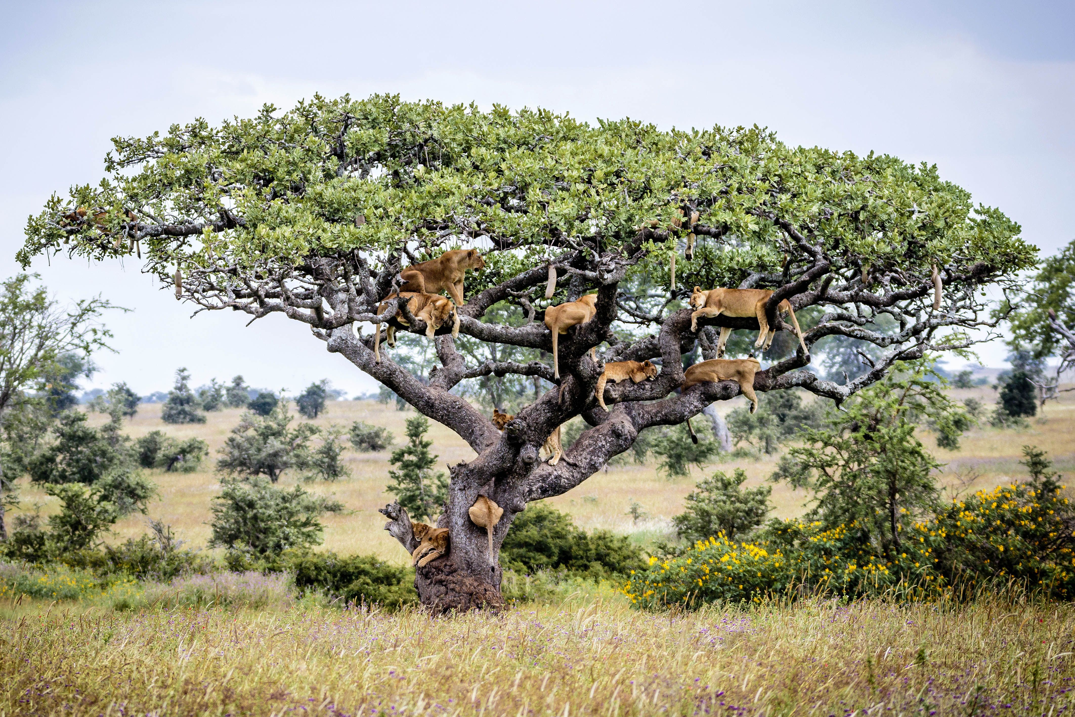 Téléchargez des papiers peints mobile Animaux, Chats, Lion gratuitement.