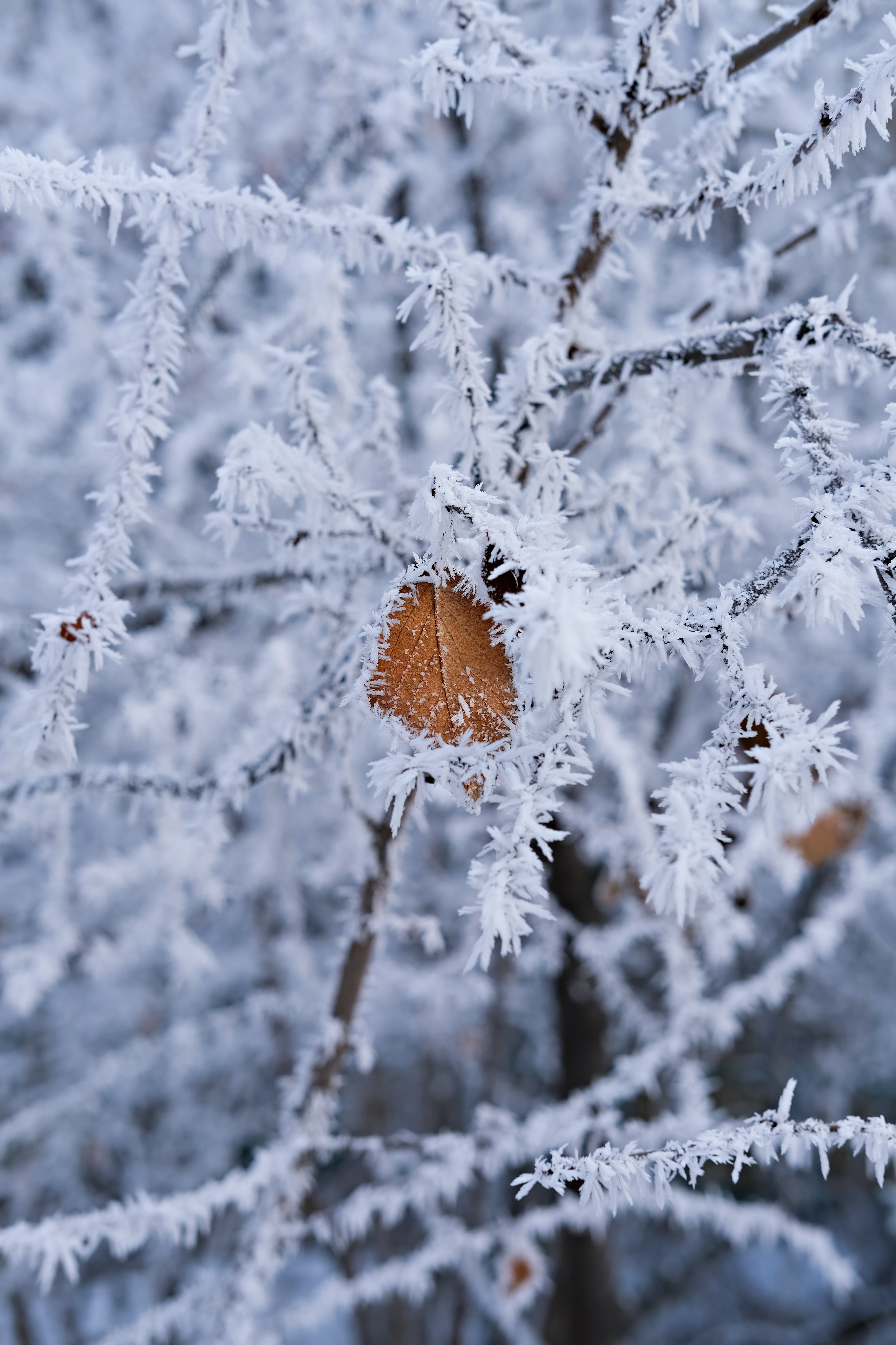 winter, macro, branch, frost, hoarfrost, leaflet wallpaper for mobile
