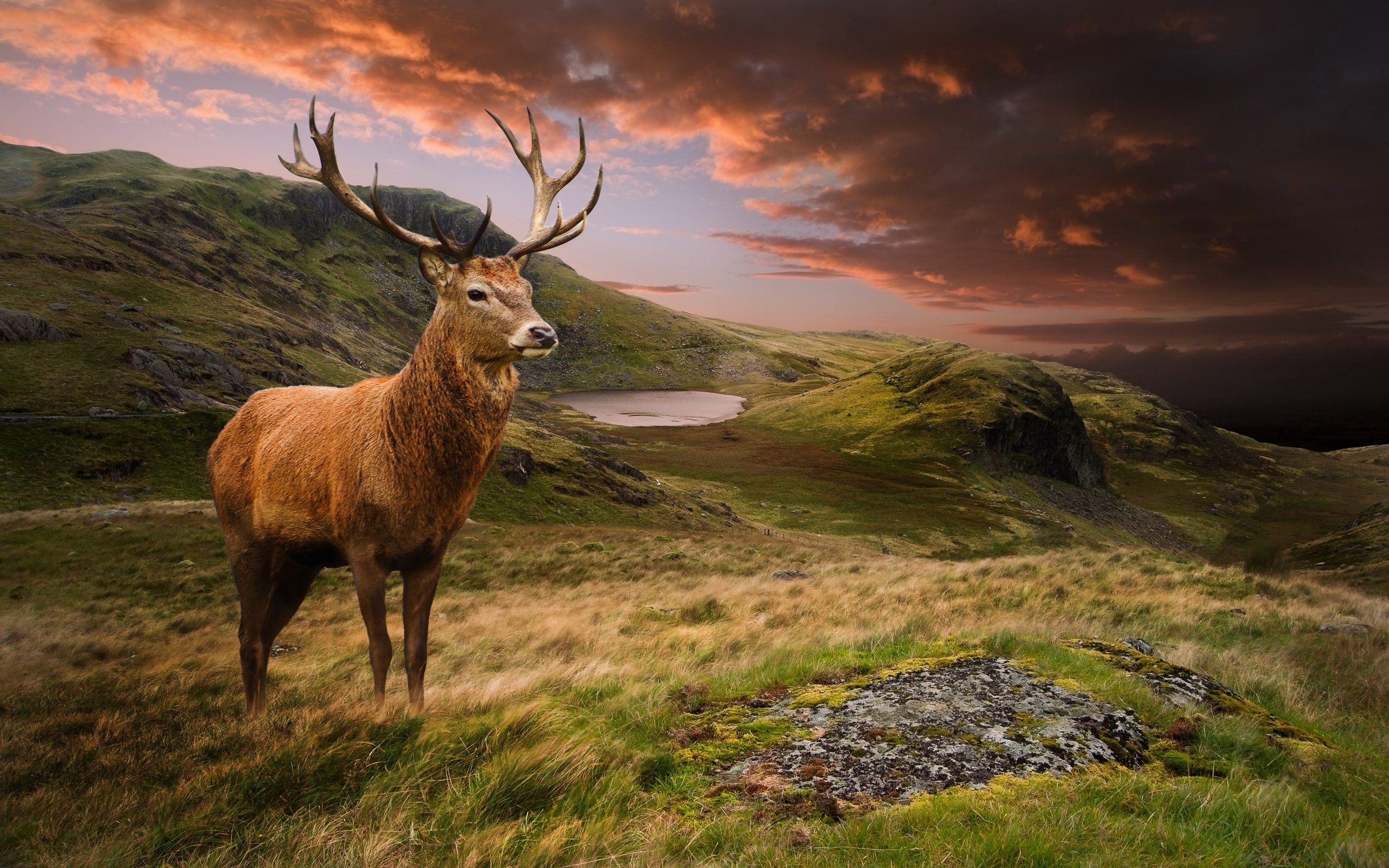 Handy-Wallpaper Tiere, Hirsch kostenlos herunterladen.