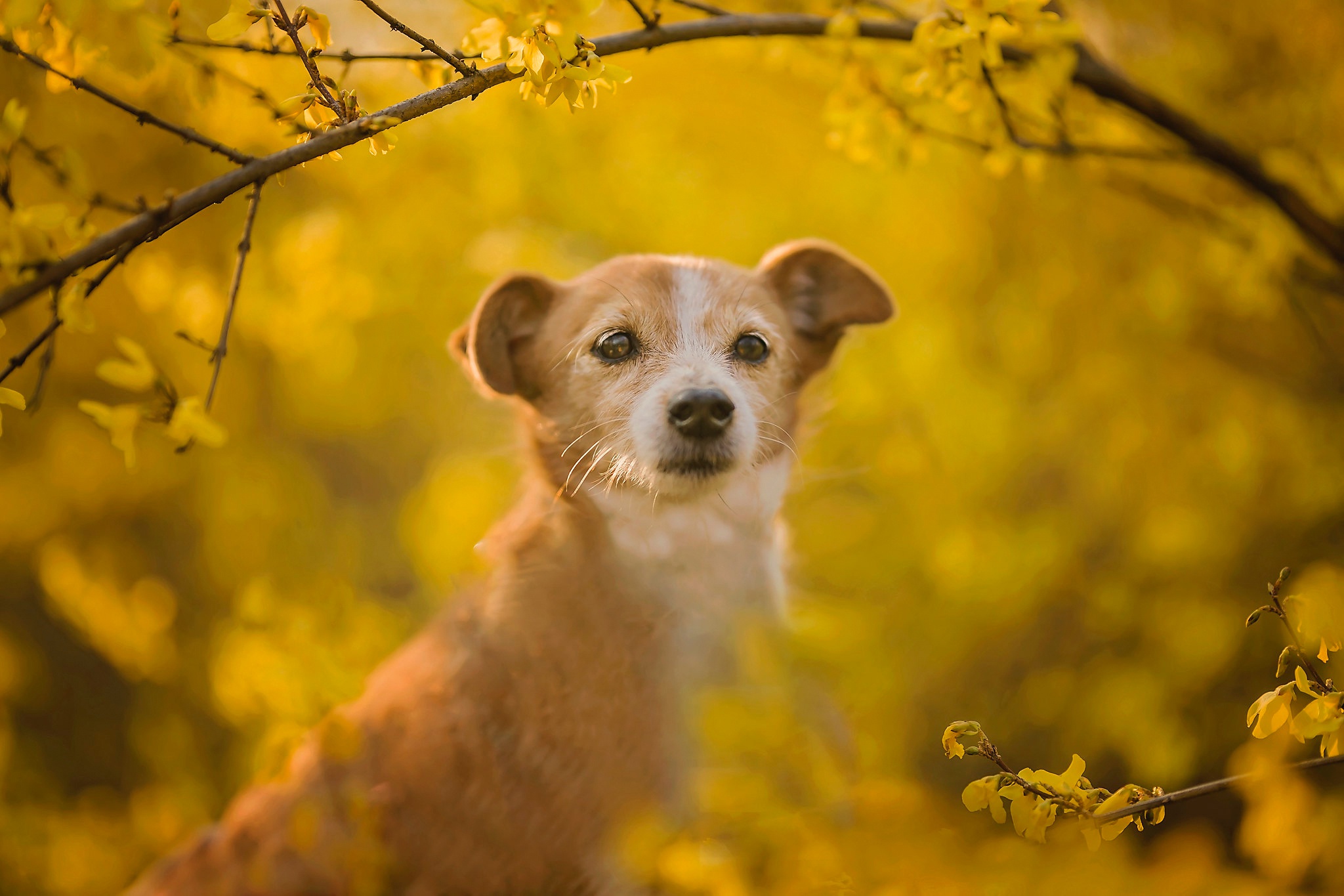 Baixar papel de parede para celular de Animais, Cães, Cão gratuito.