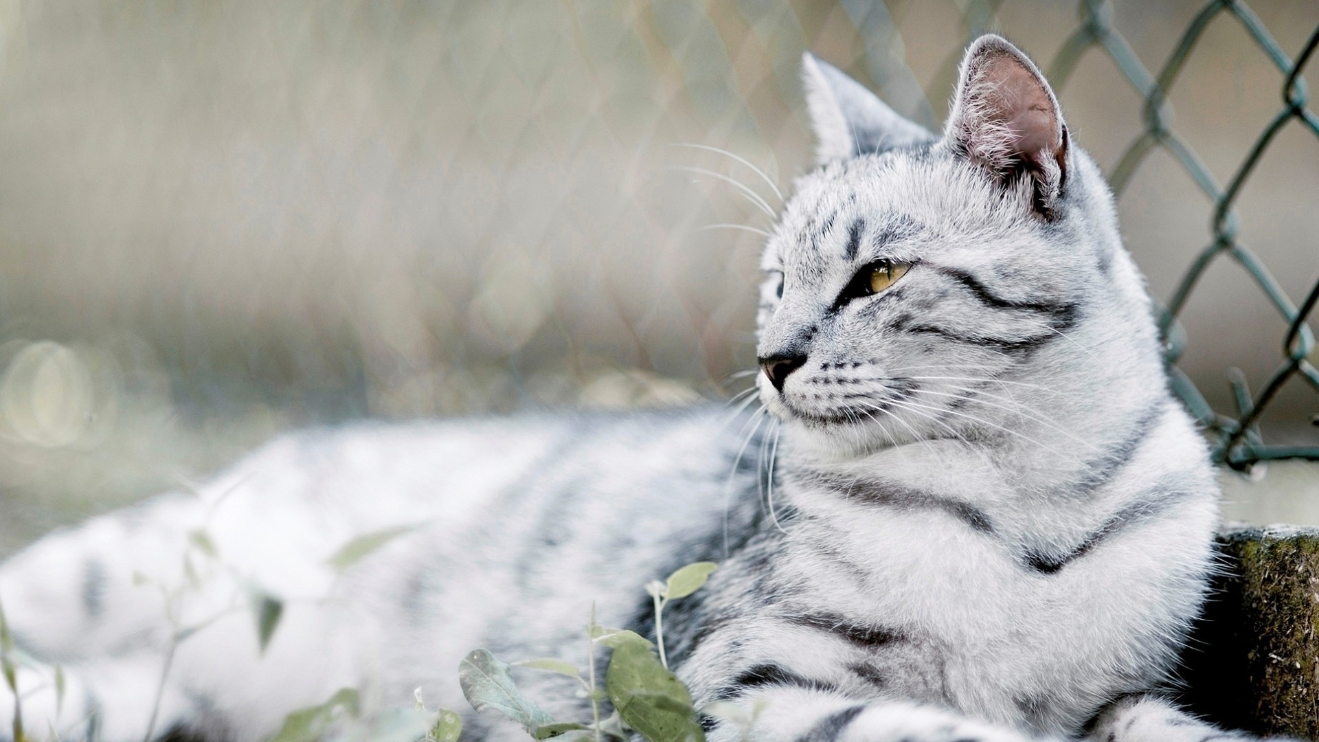 Baixar papel de parede para celular de Gato, Gatos, Animais gratuito.