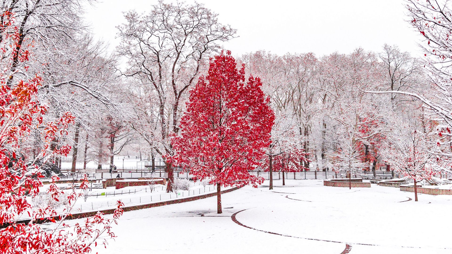 無料モバイル壁紙冬, 雪, 公園, 写真撮影をダウンロードします。