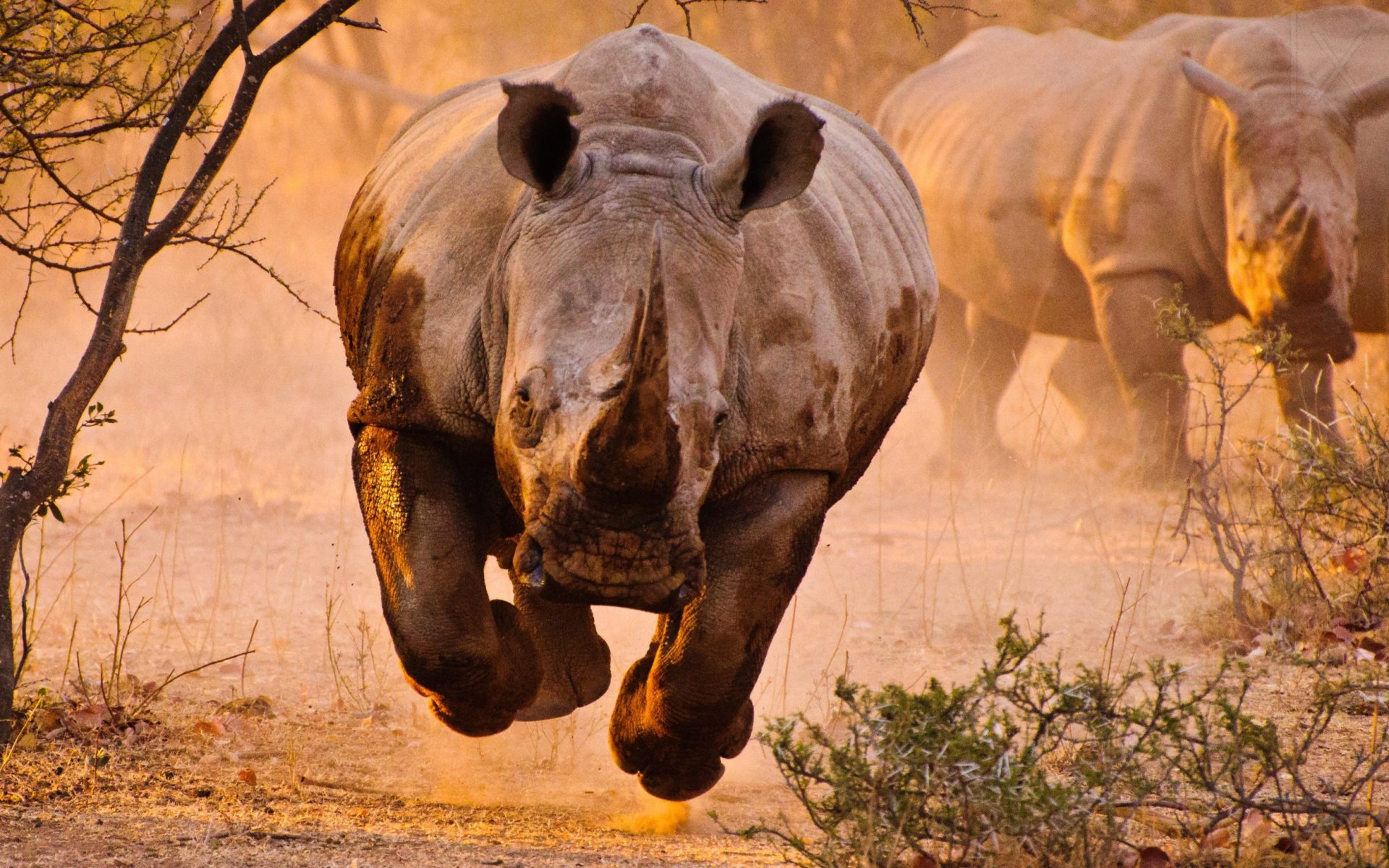 Download mobile wallpaper Animal, Rhino for free.