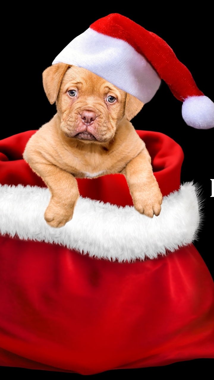 Baixar papel de parede para celular de Natal, Cão, Cachorro, Feriados, Feliz Natal, Filhote, Gorro Do Papai Noel, Feliz Ano Novo gratuito.