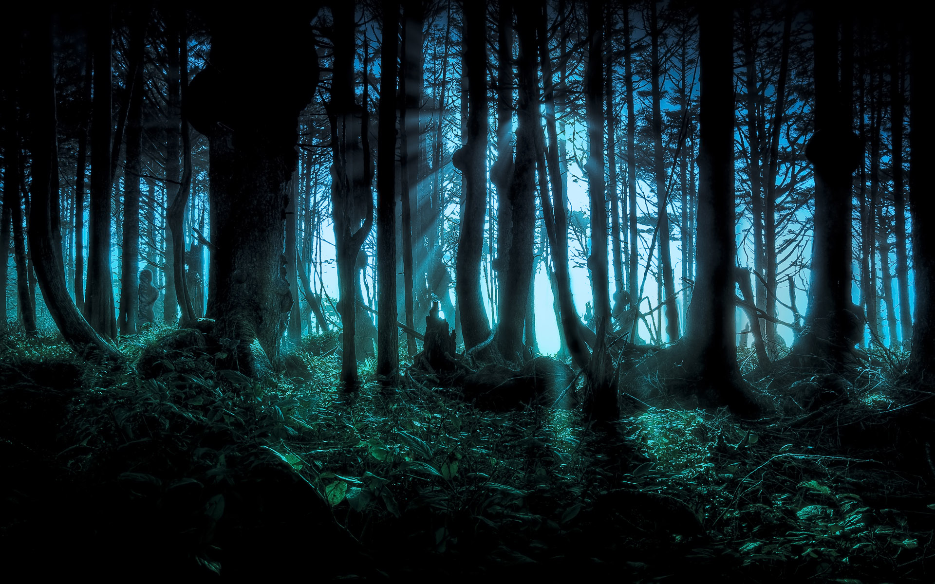 forest, spooky, tree, dark, night, wood, creepy