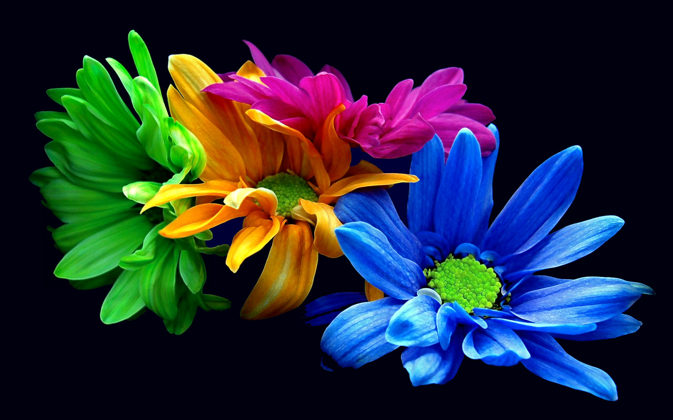 264617 завантажити шпалери фіолетова квітка, квітка, барвистий, жовта квітка, флауерзи, земля, синя квітка, пелюстка - заставки і картинки безкоштовно
