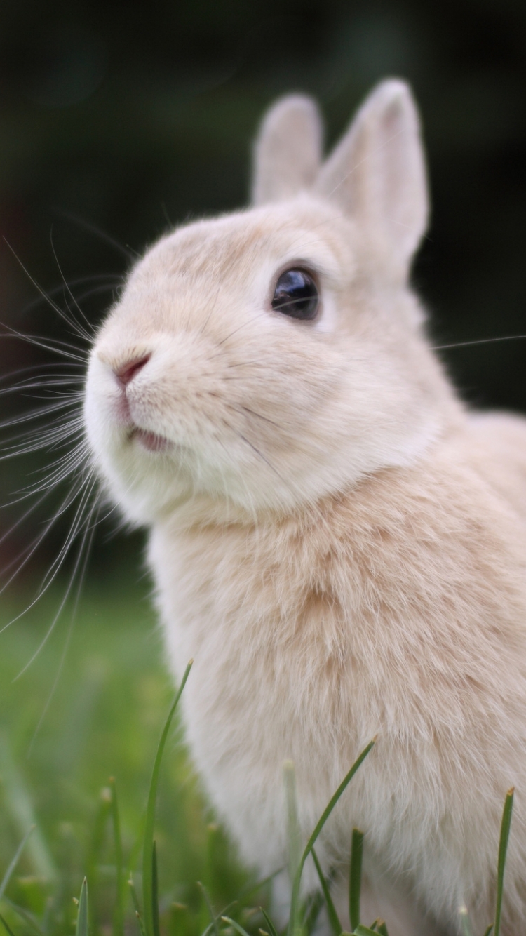 無料モバイル壁紙動物, うさぎをダウンロードします。