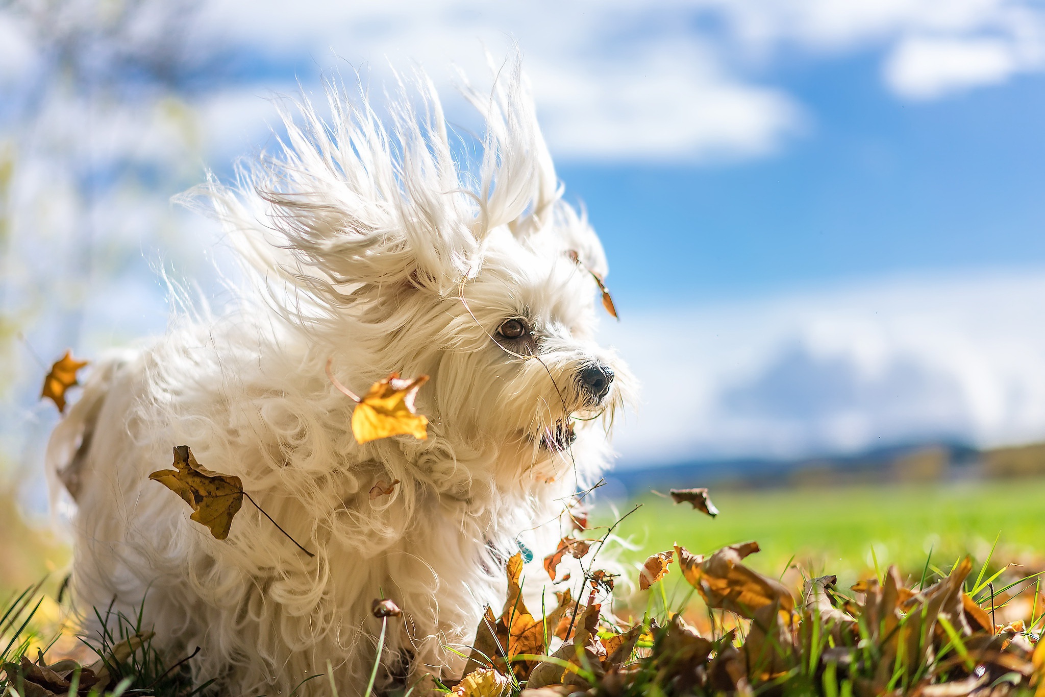 PCデスクトップに動物, 犬, 風, 被写界深度画像を無料でダウンロード